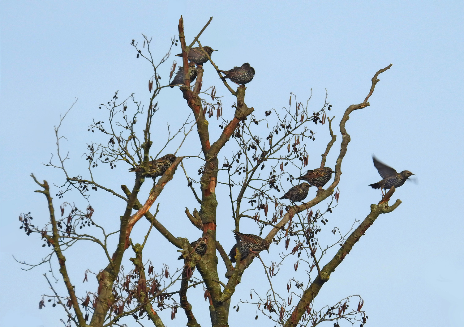 Alle Vögel sind schon (noch da)?