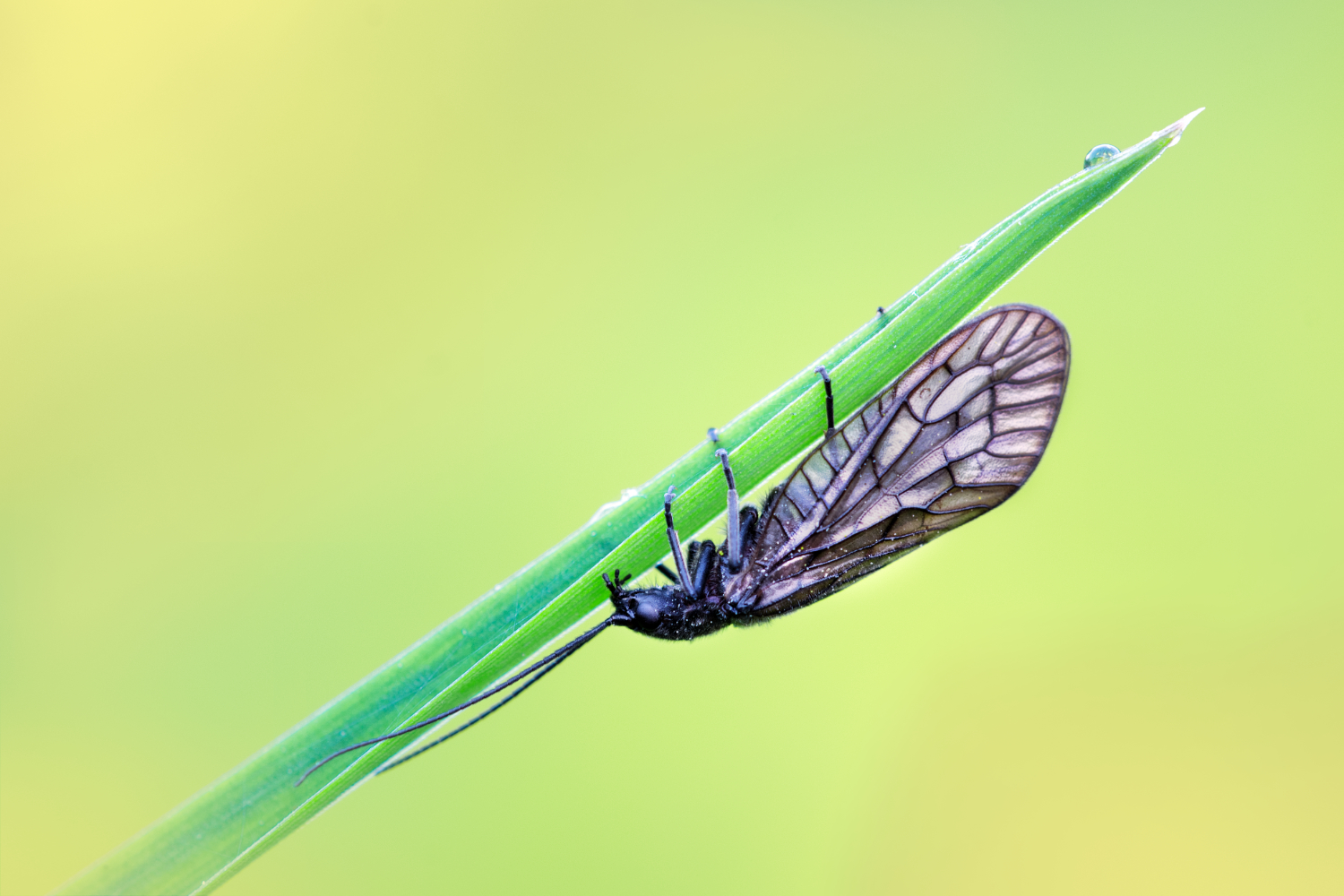 Schlammfliege am Morgen