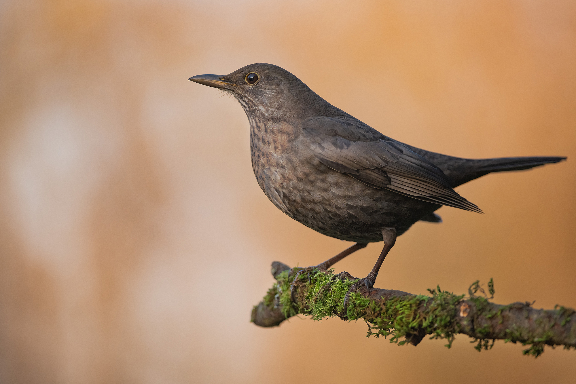 Amsel im Licht der untergehenden Sonne