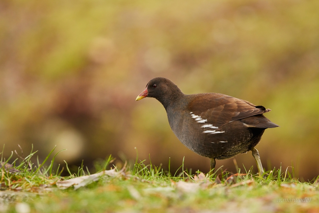 Teichhuhn