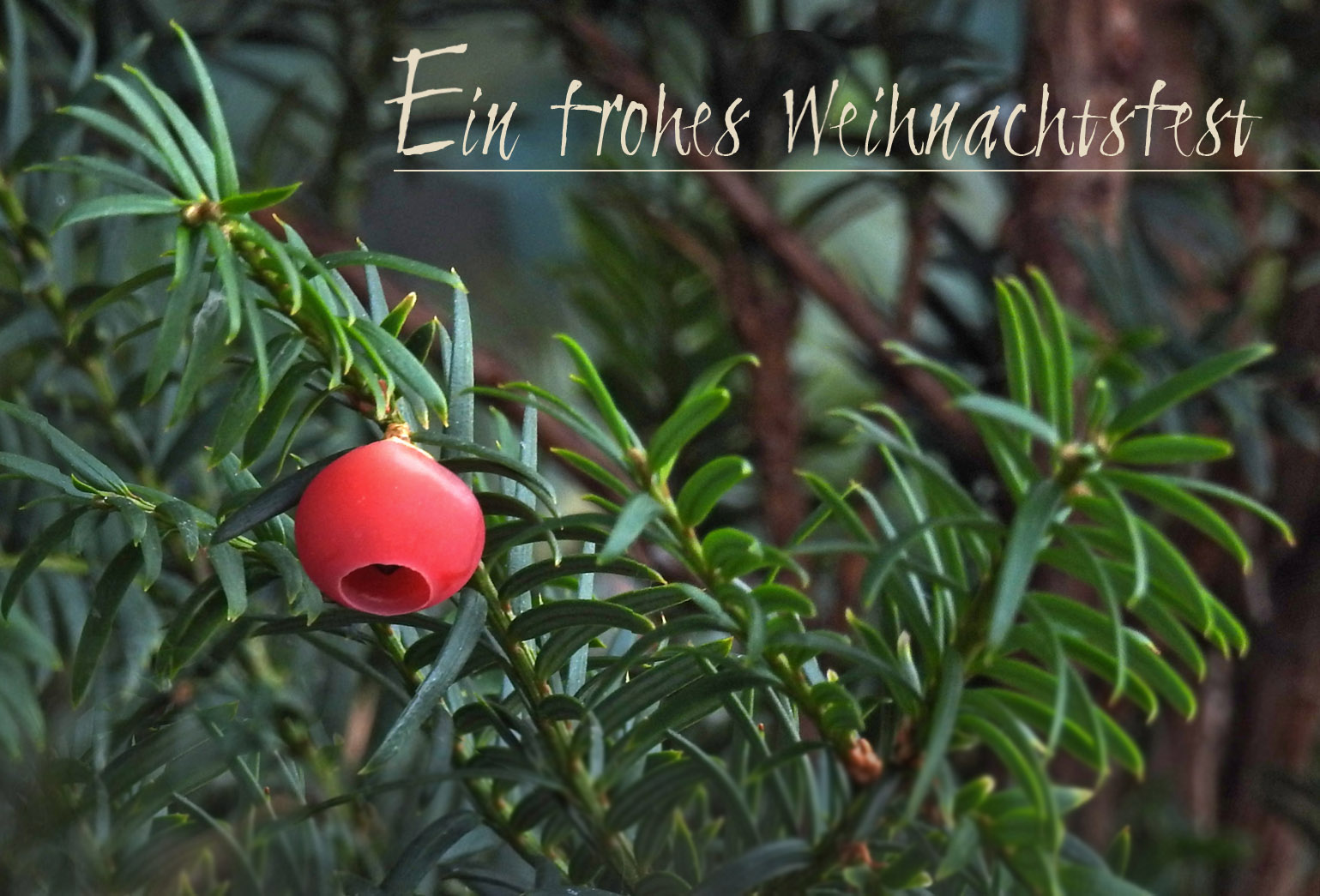 Weihnachtsgruß