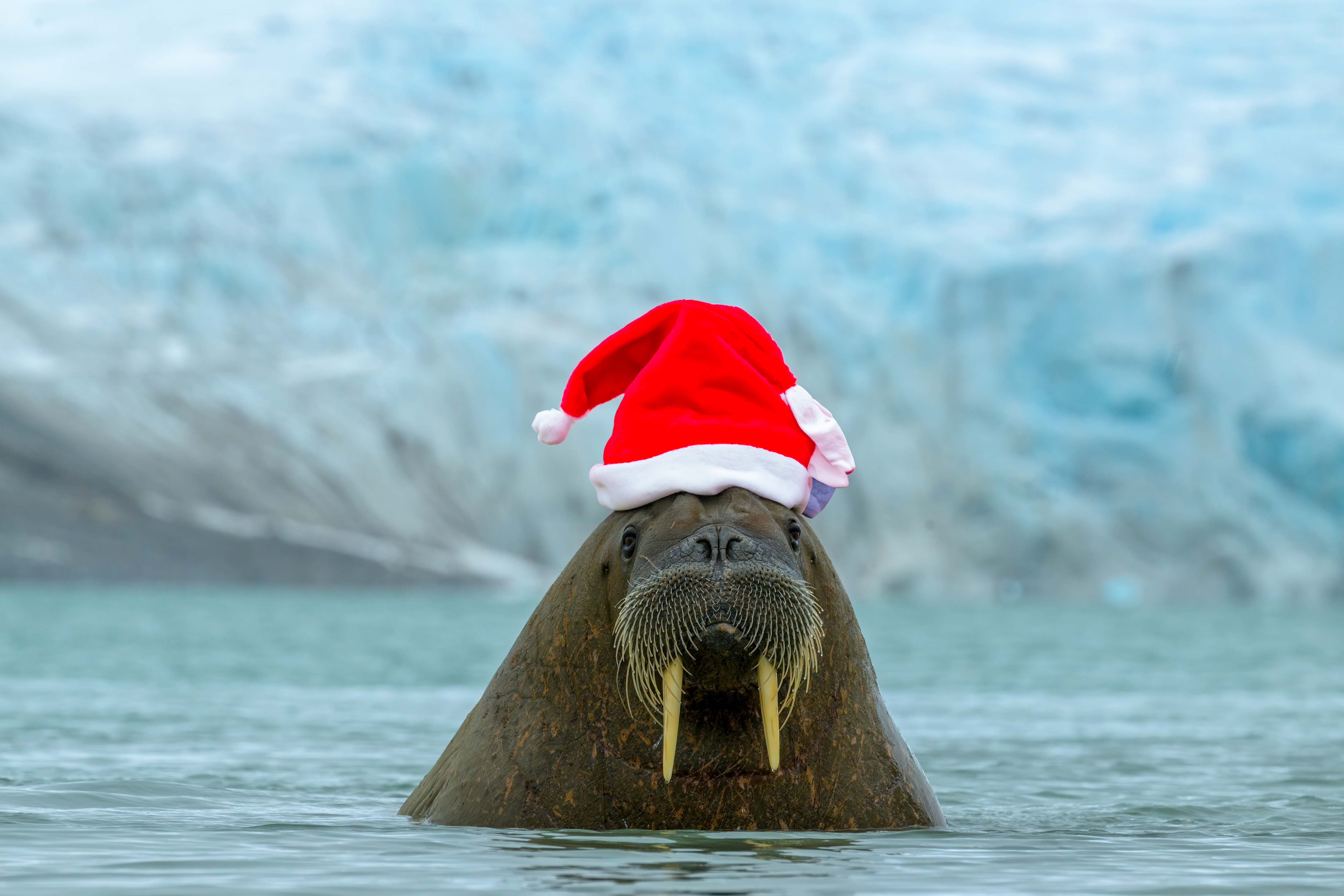 Draußen von Svalbard komm' ich her... (Forum für Naturfotografen)
