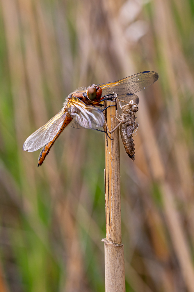 Keilflecklibelle