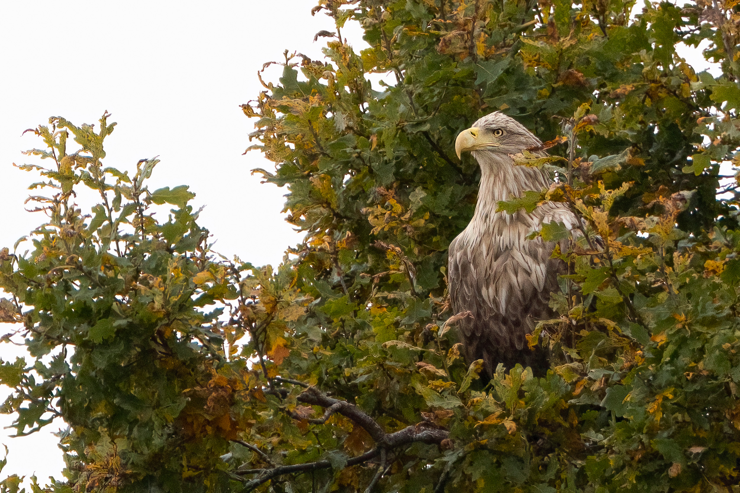 Der Seeadler in der 300m Eiche