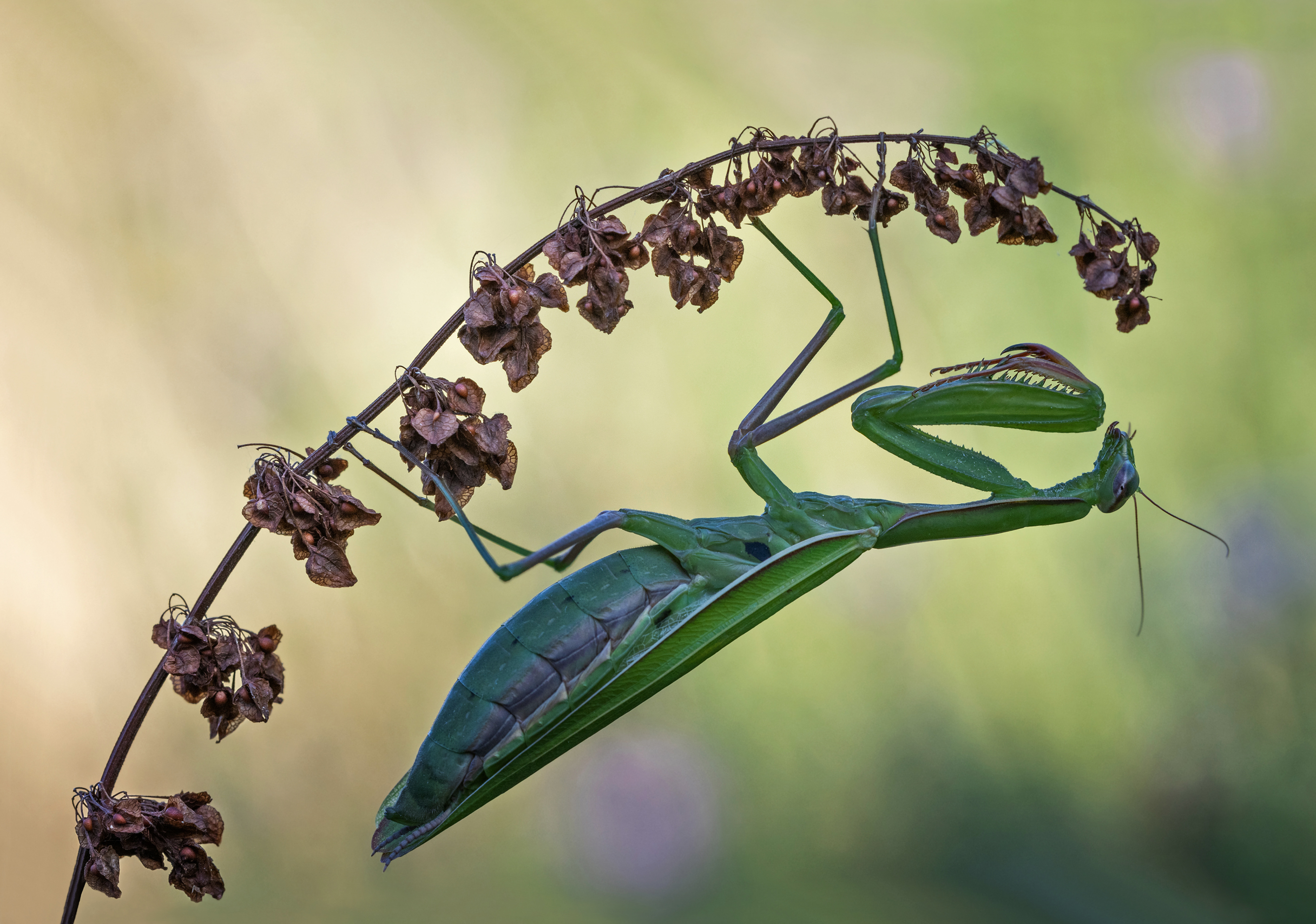 Mantis religiosa...