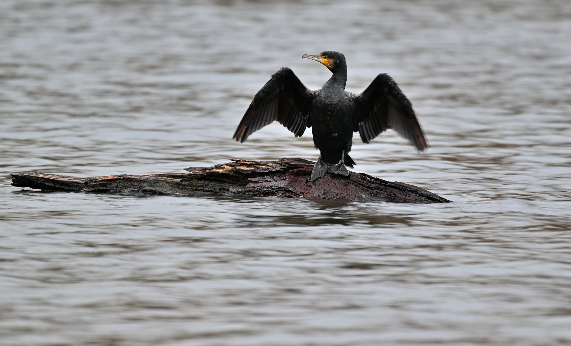 Kormoran