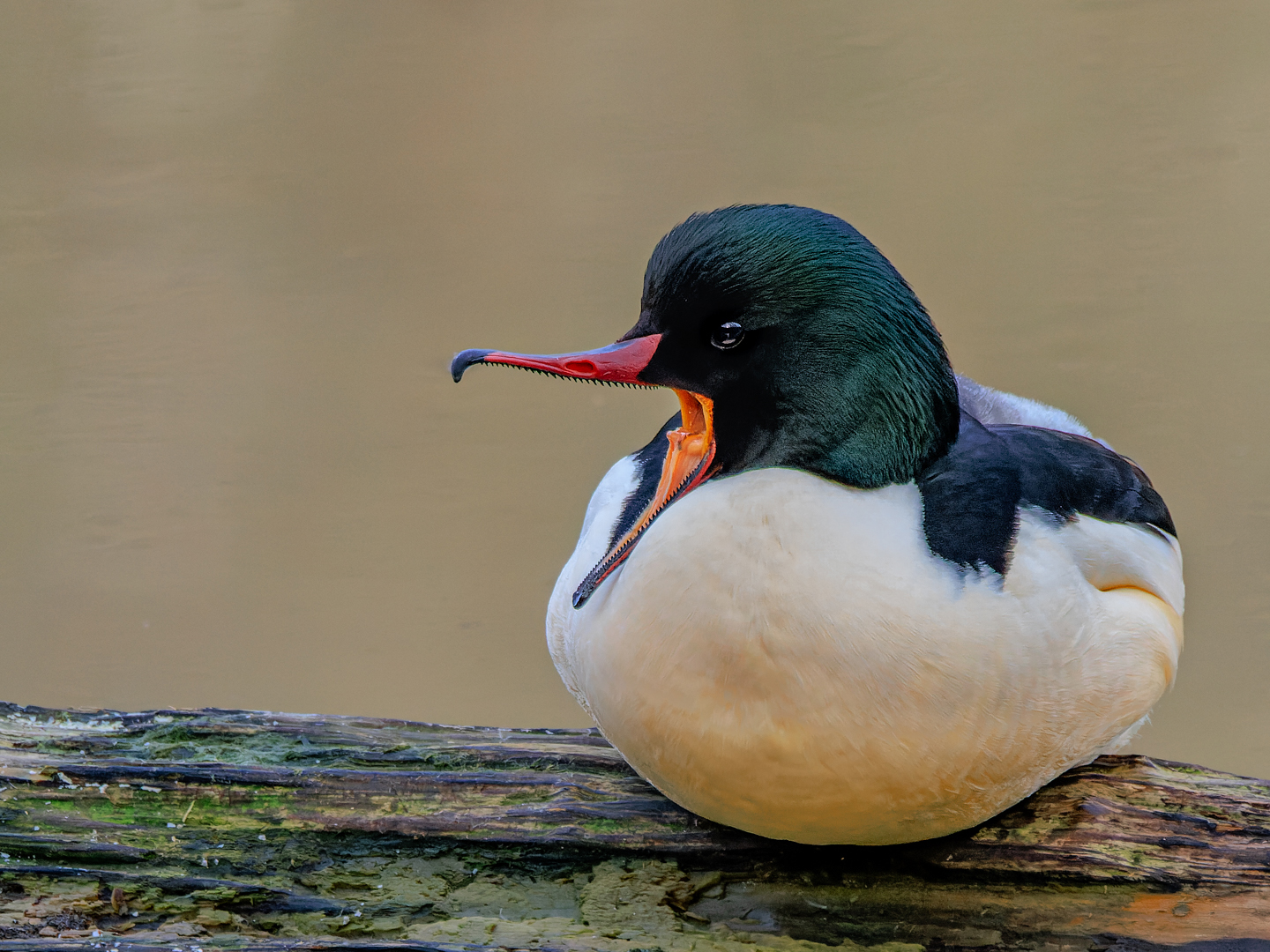 Gänsesäger, m.  (Mergus merganser)