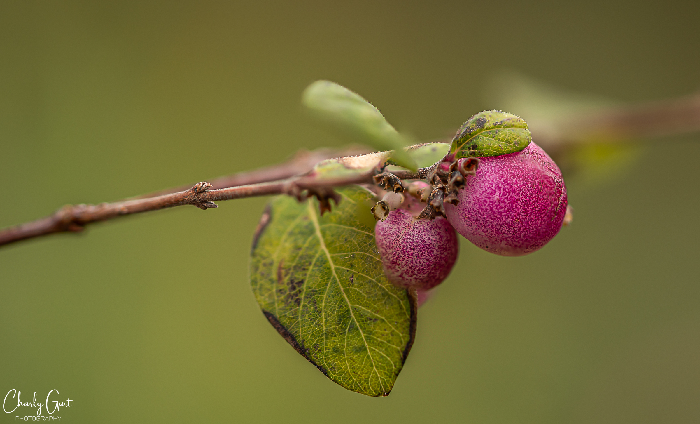 Korallenbeeren im Winter