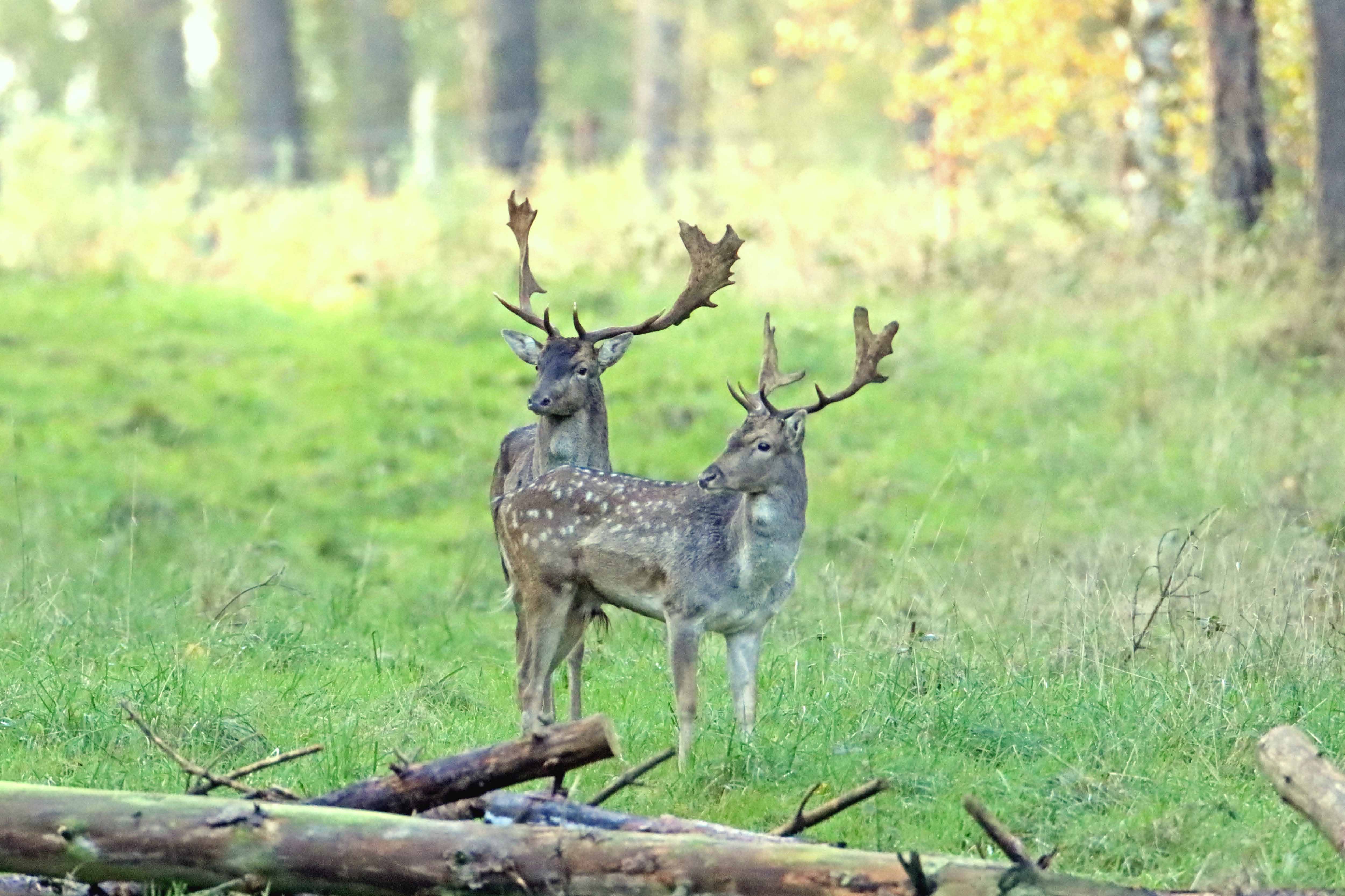 damhirschbrunft