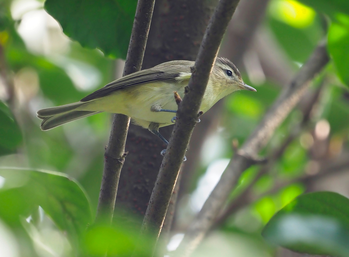 Vireo philadelphicus