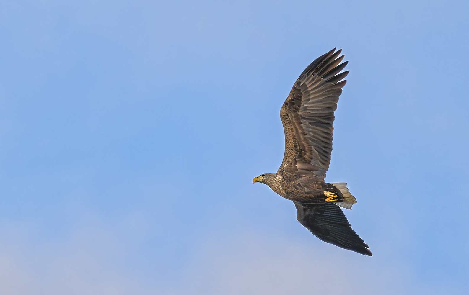 Seeadler