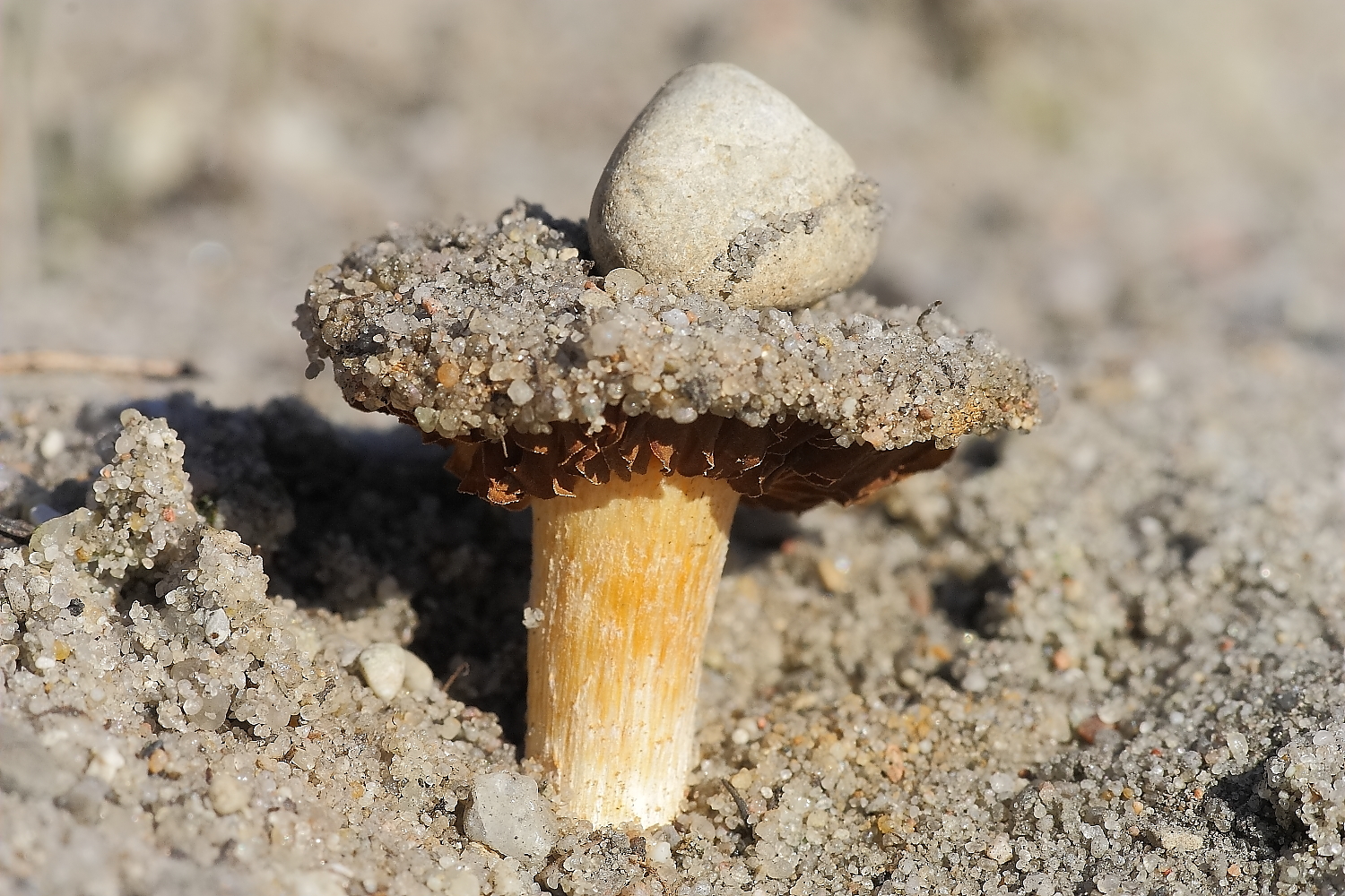 Die Natur überwindet auch Steine,die uns schwer im Magen liegen.