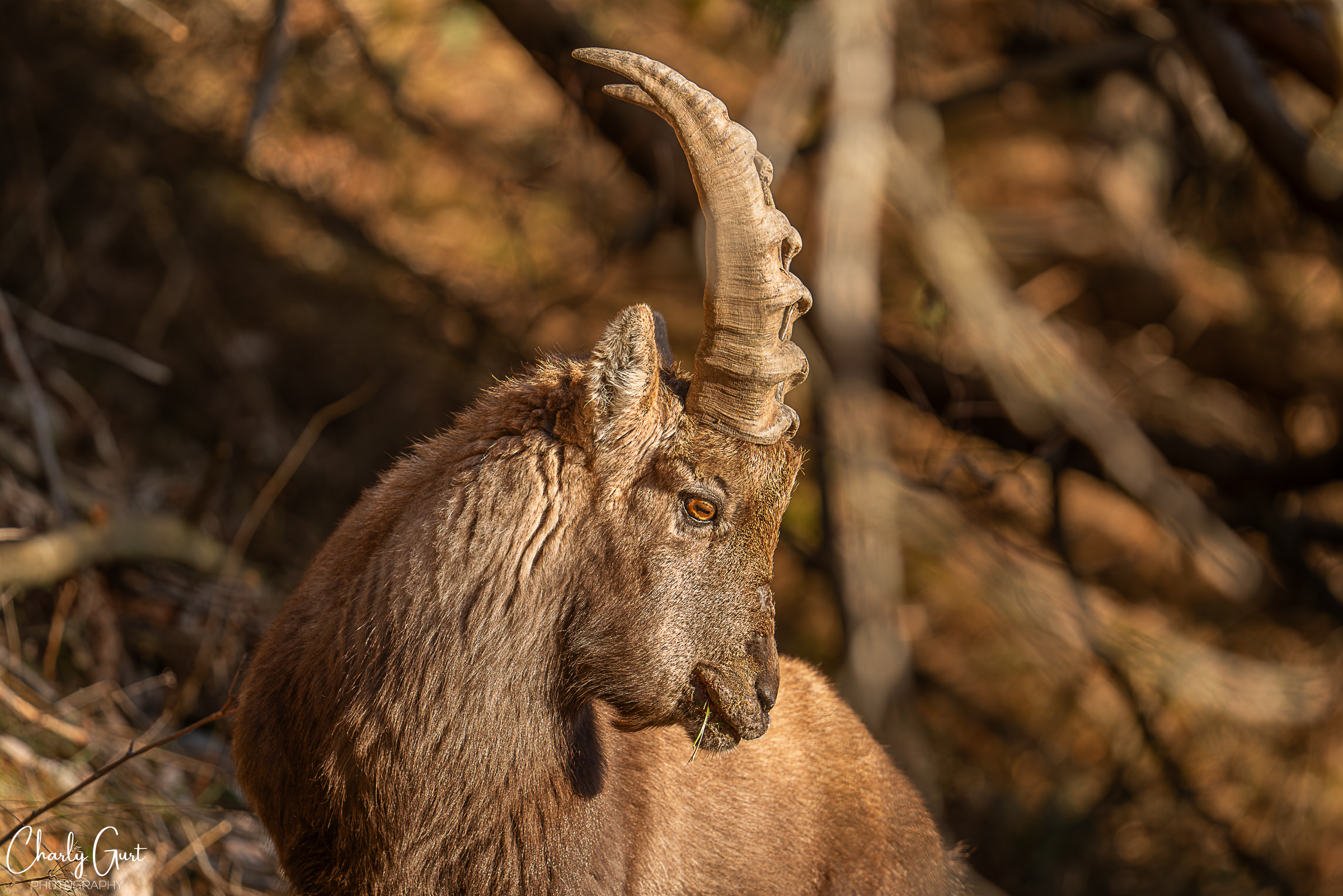 Junger Steinbock