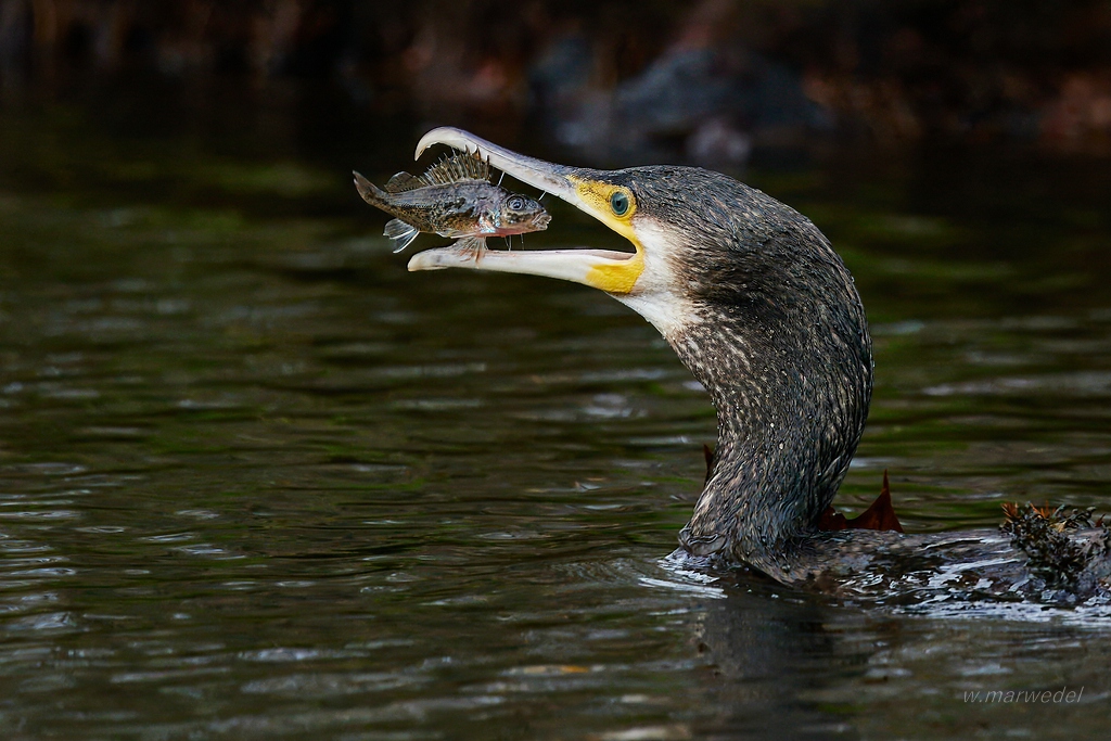 Kormoran