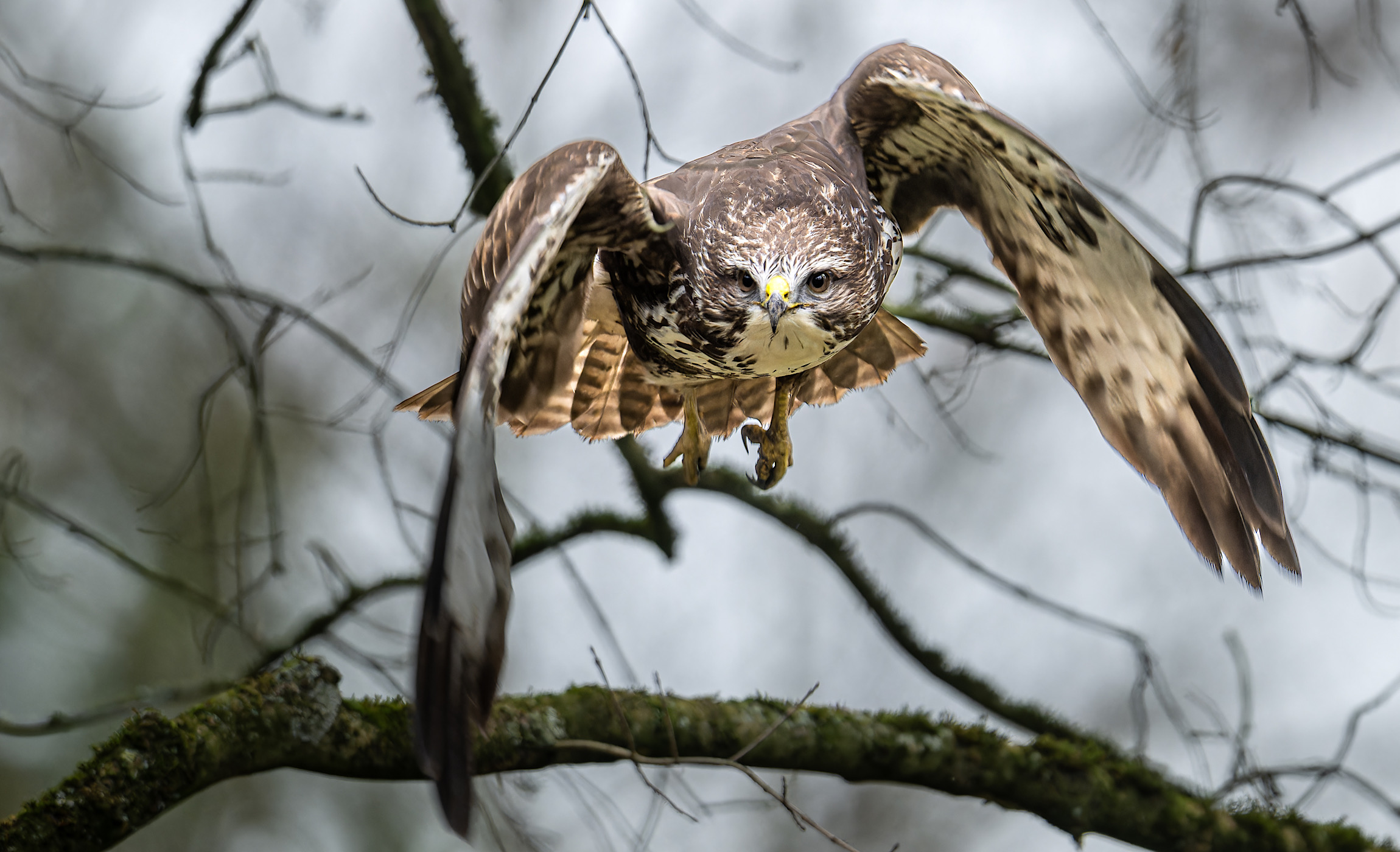 …der Bussard kam auf mich zu!