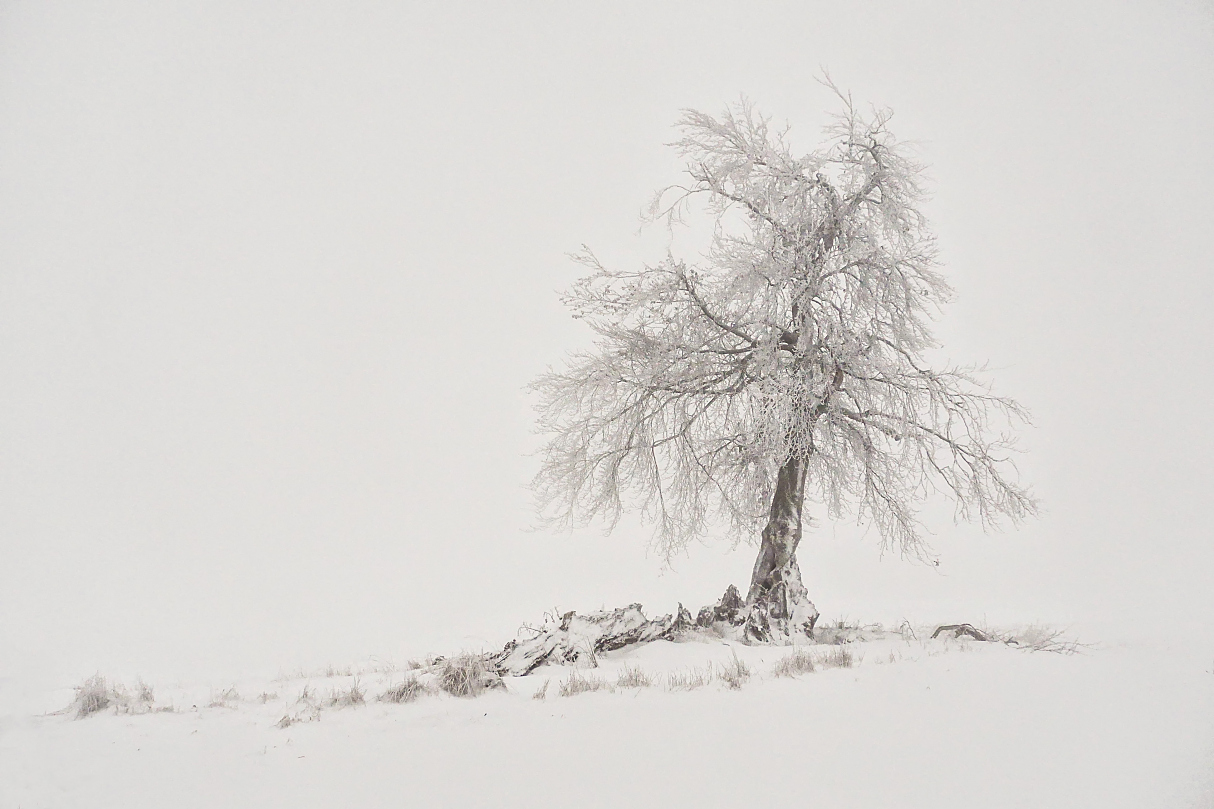 einsamer Baum im Nebel 2