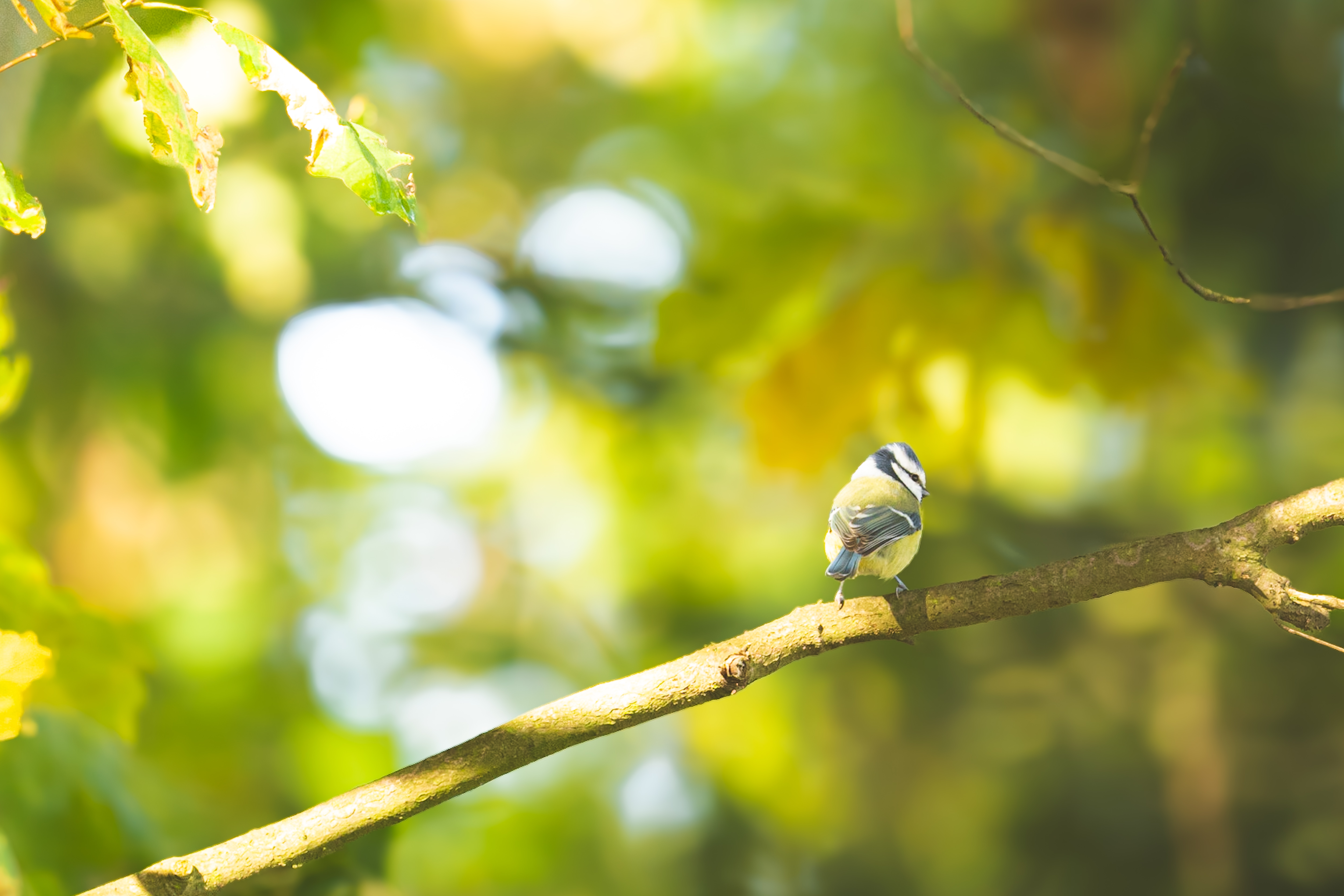 Blaumeise - erstes Bild mit neuem Objektiv