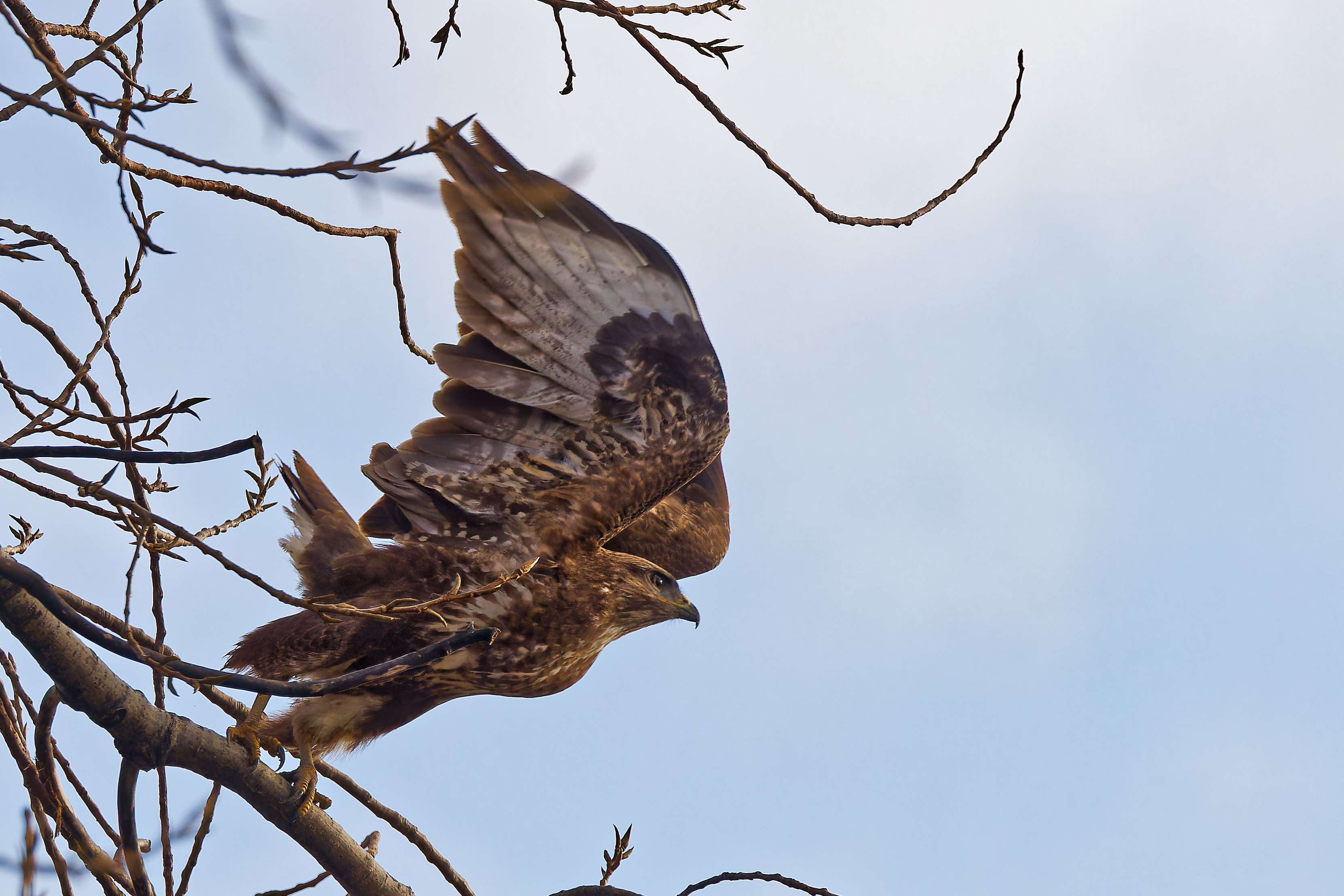 Mäusebussard