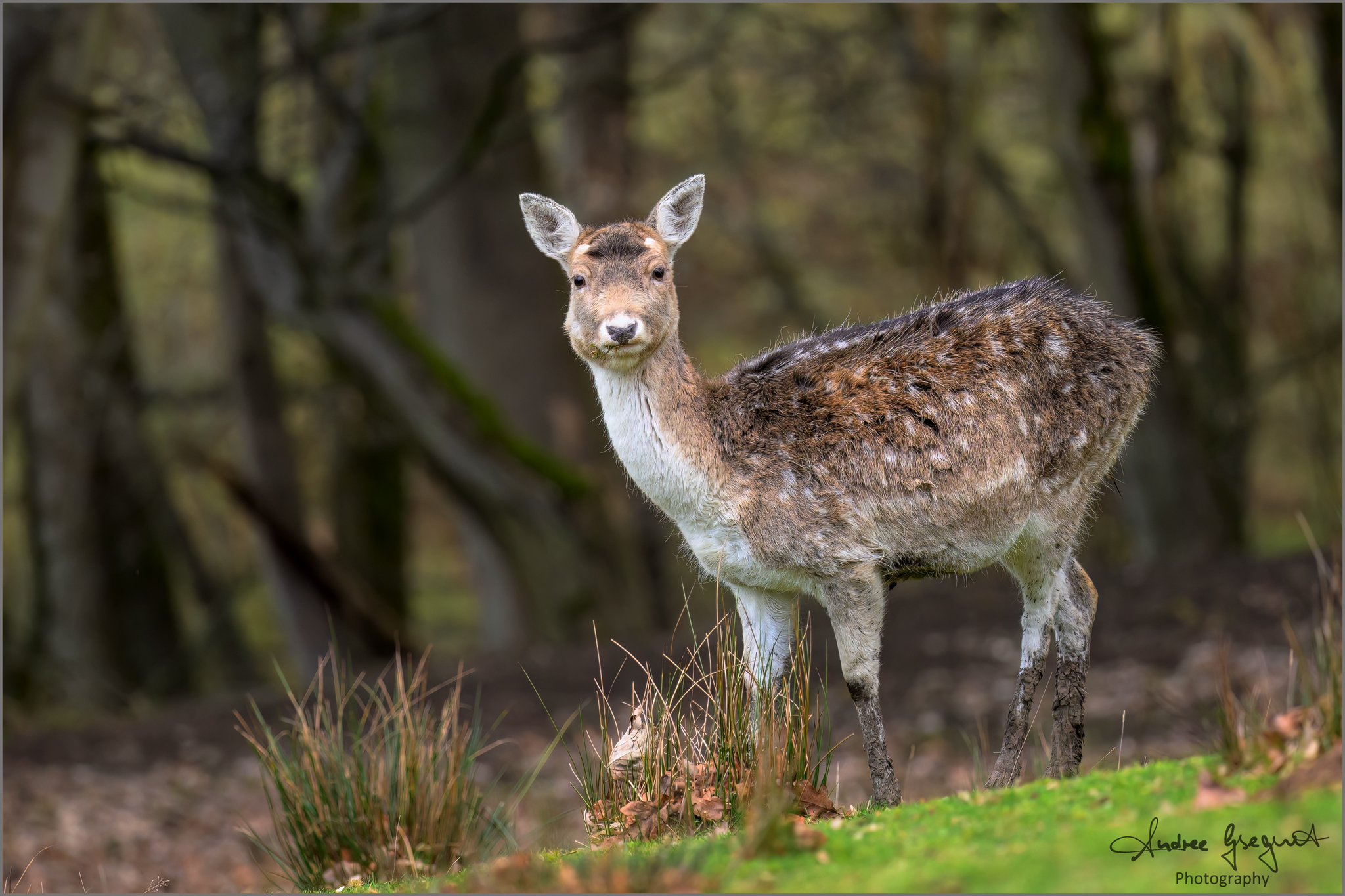 Damwild Portrait