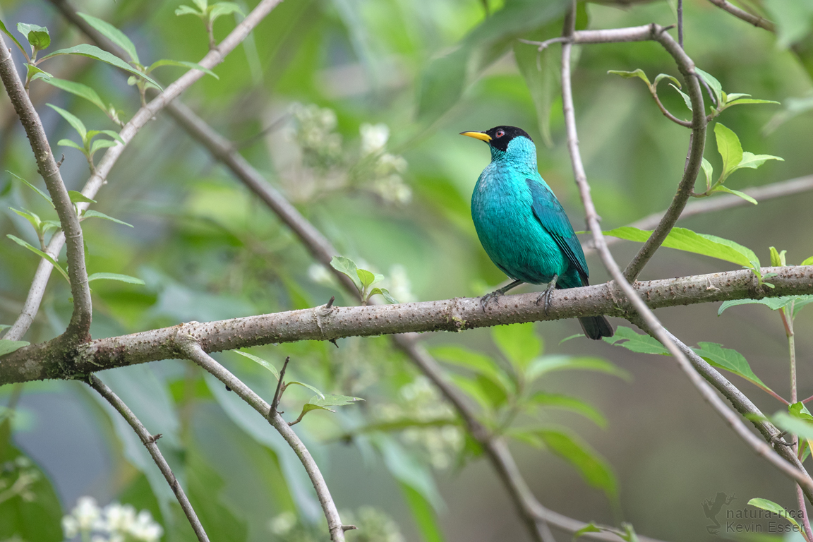 Kappennaschvogel Forum F r Naturfotografen kappennaschvogel-forum-f-r-naturfotografen