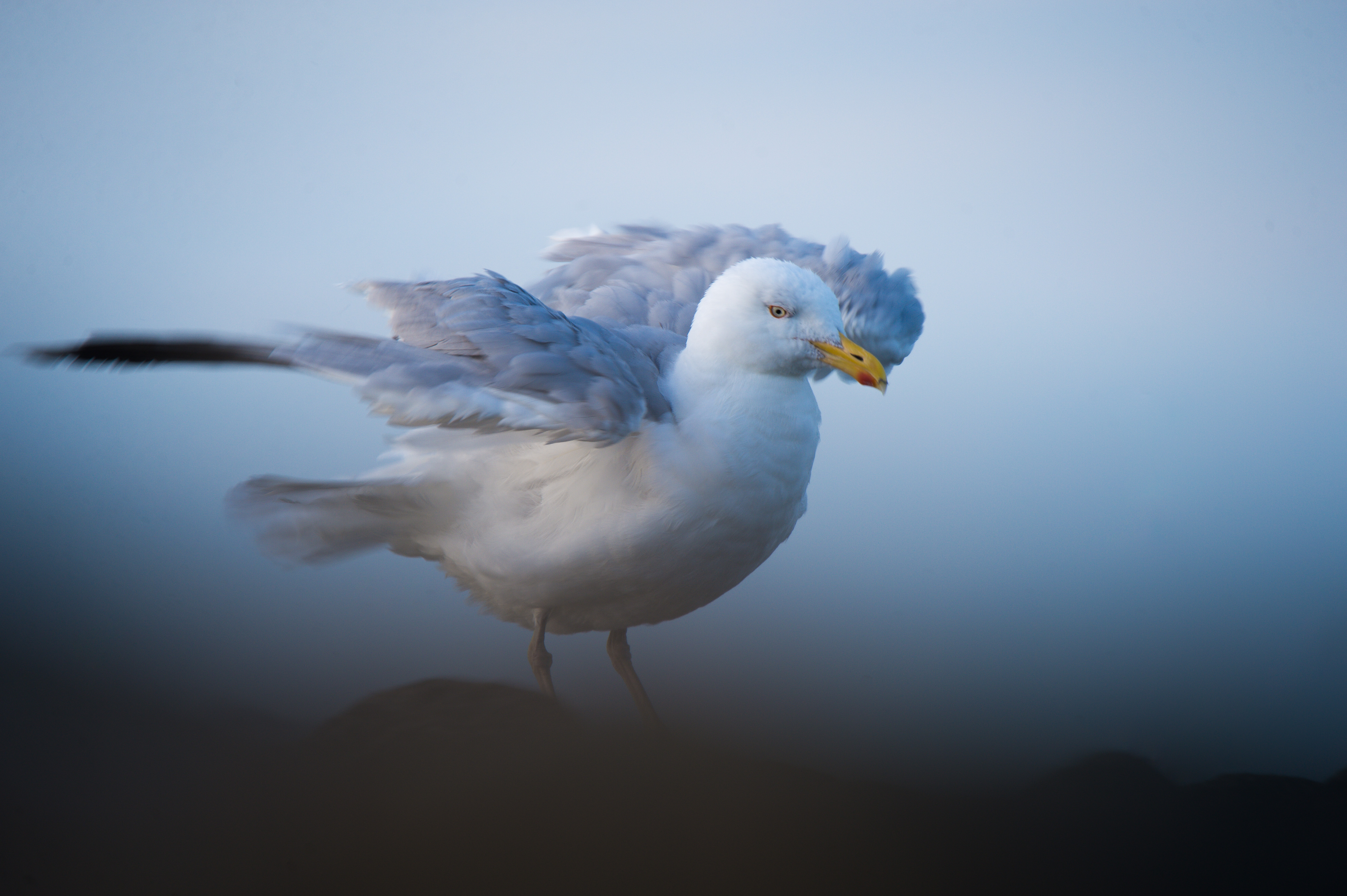 Möwe im Abendlicht