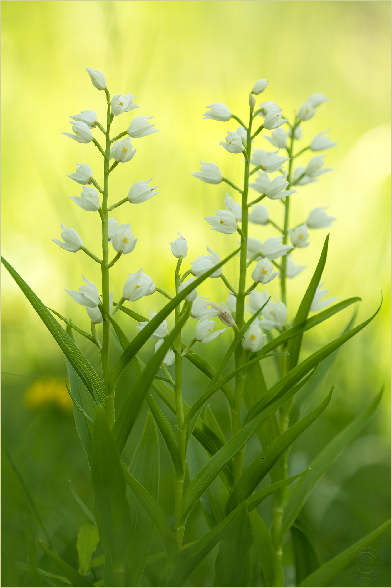 Schwertblättriges Waldvögelein (Cephalanthera longifolia)