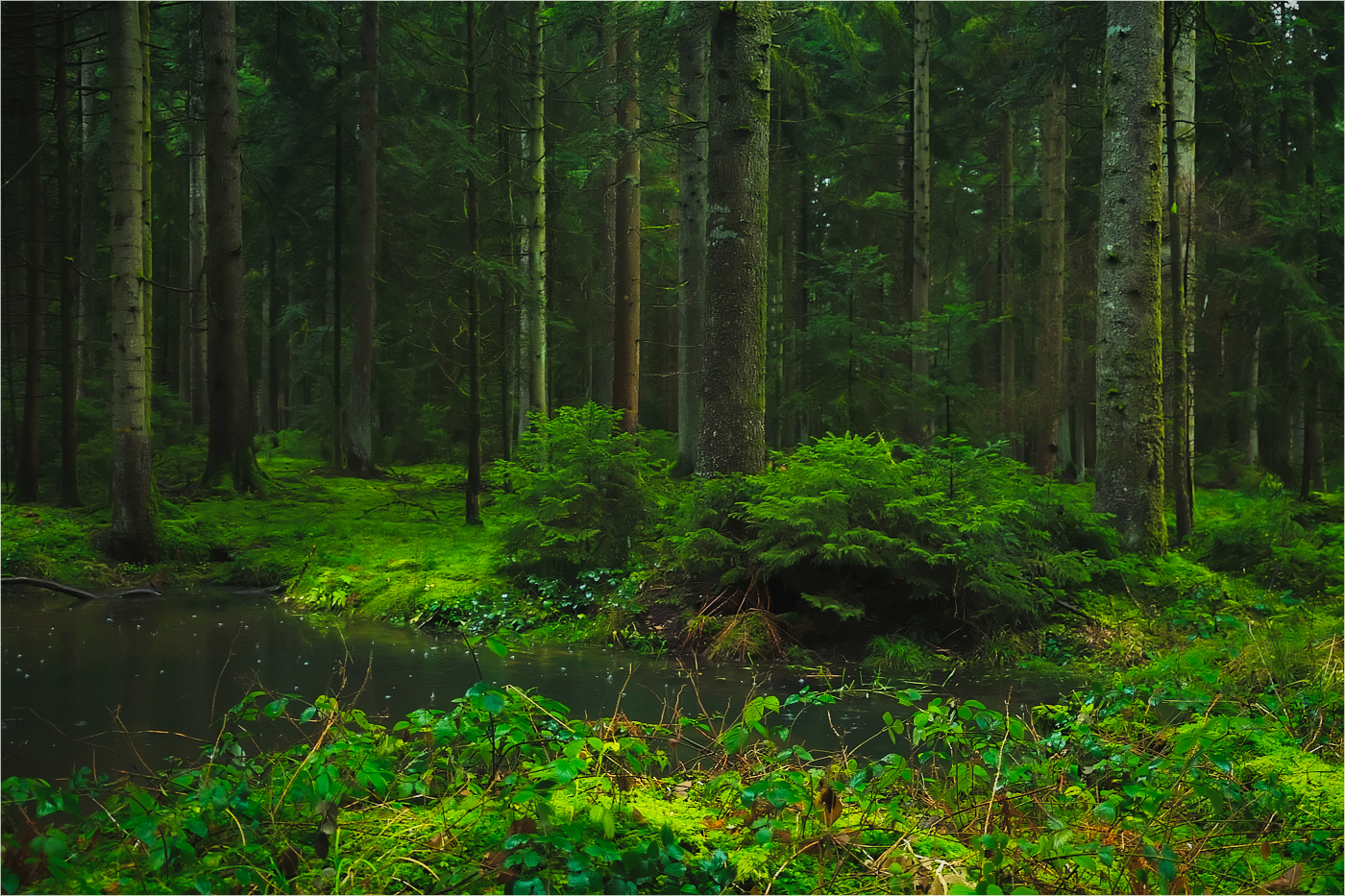 Tief im Wald