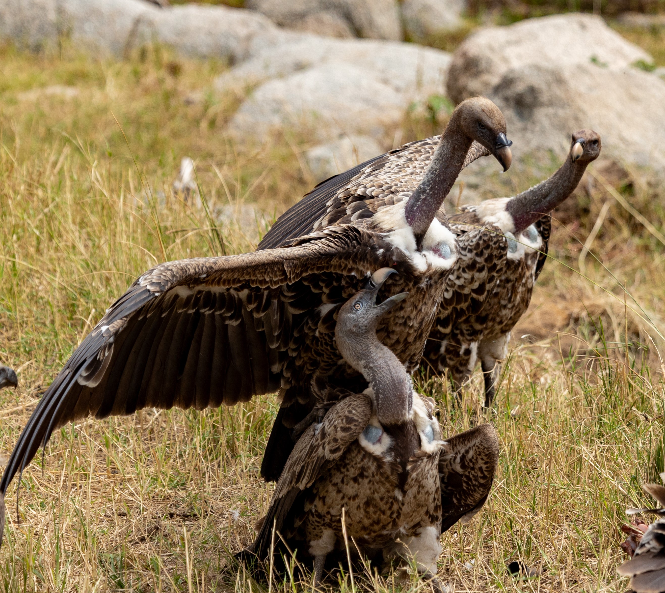 Serengeti darf nicht sterben!