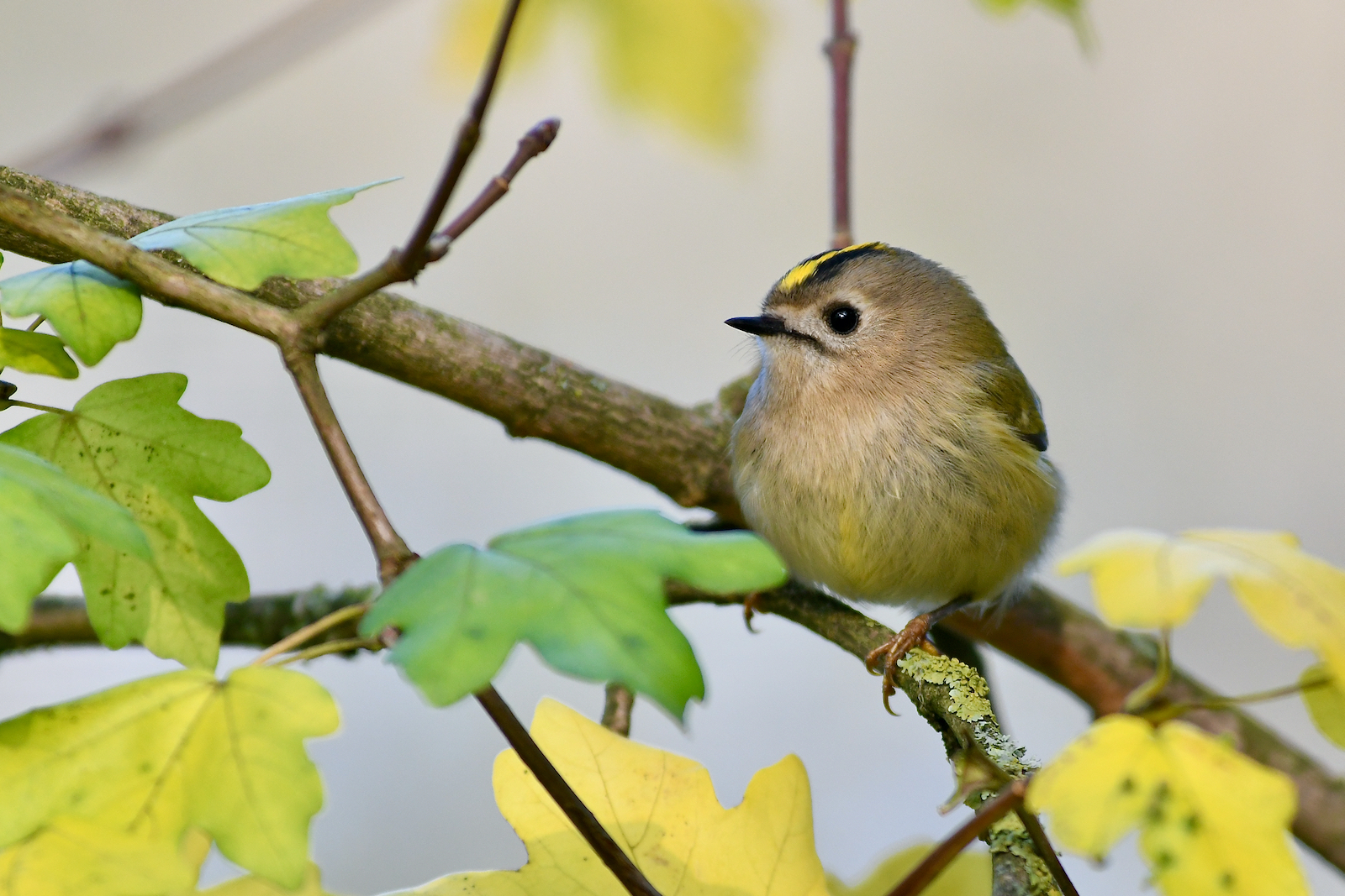 Wintergoldhähnchen