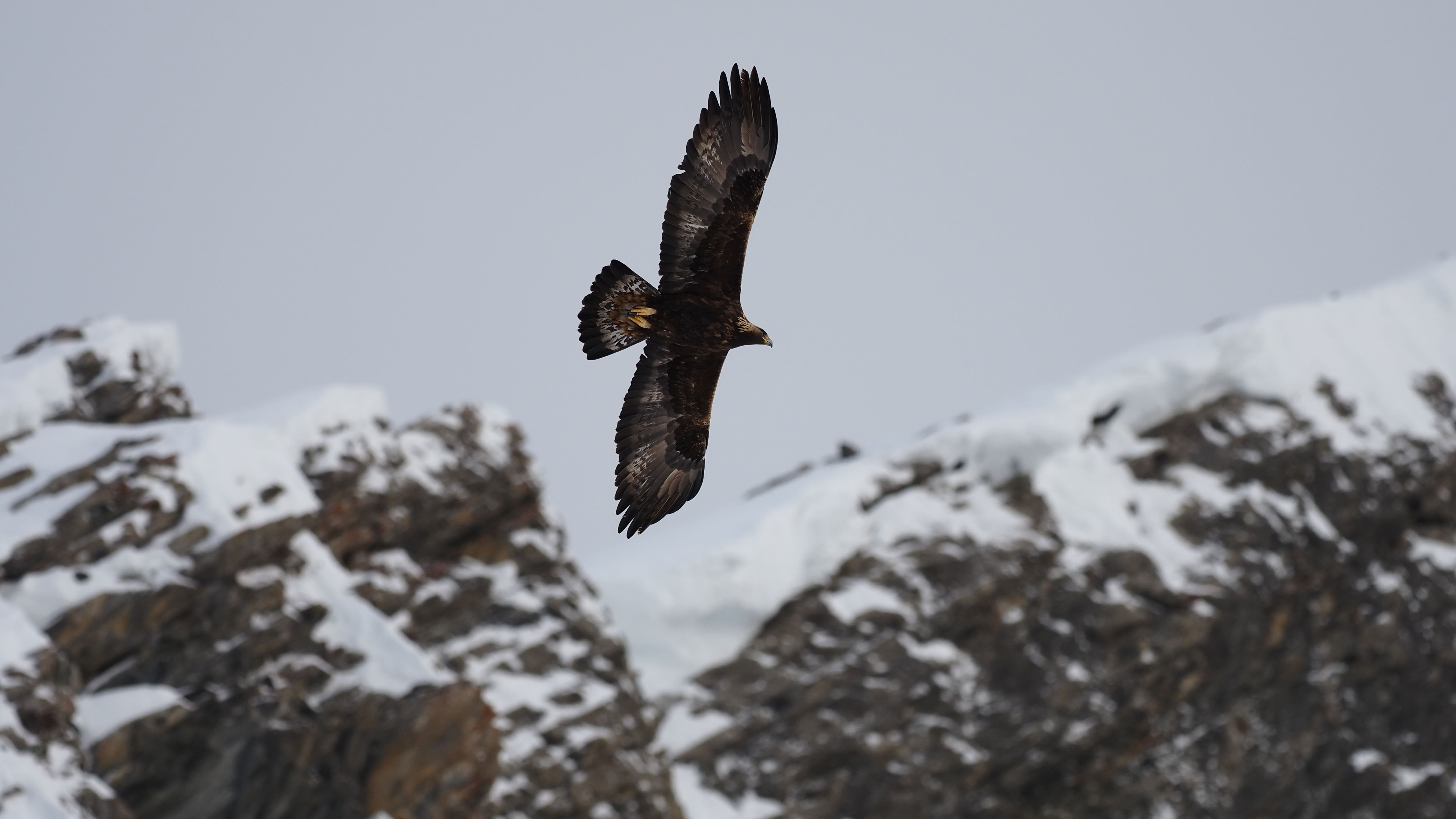 Steinadler in den Schweizer Alpen