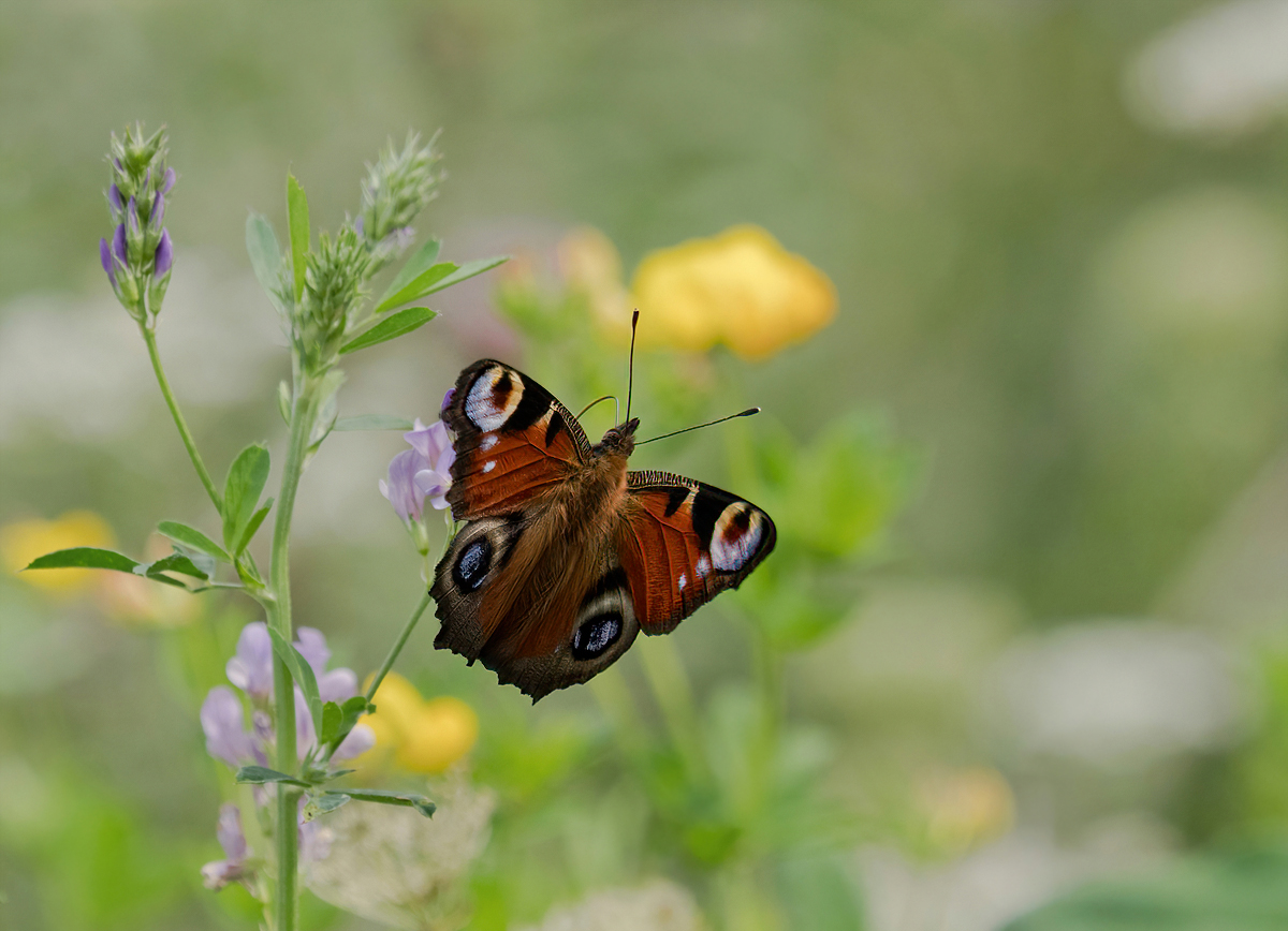 Sommerzeit