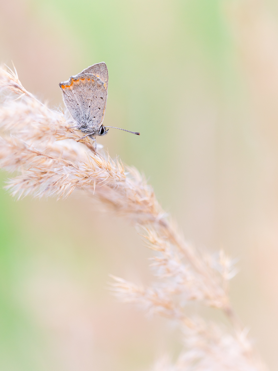 Ein Hauch von Sommer