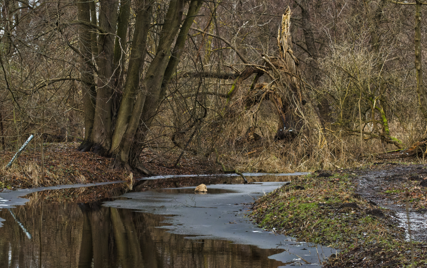 Bach im Winter