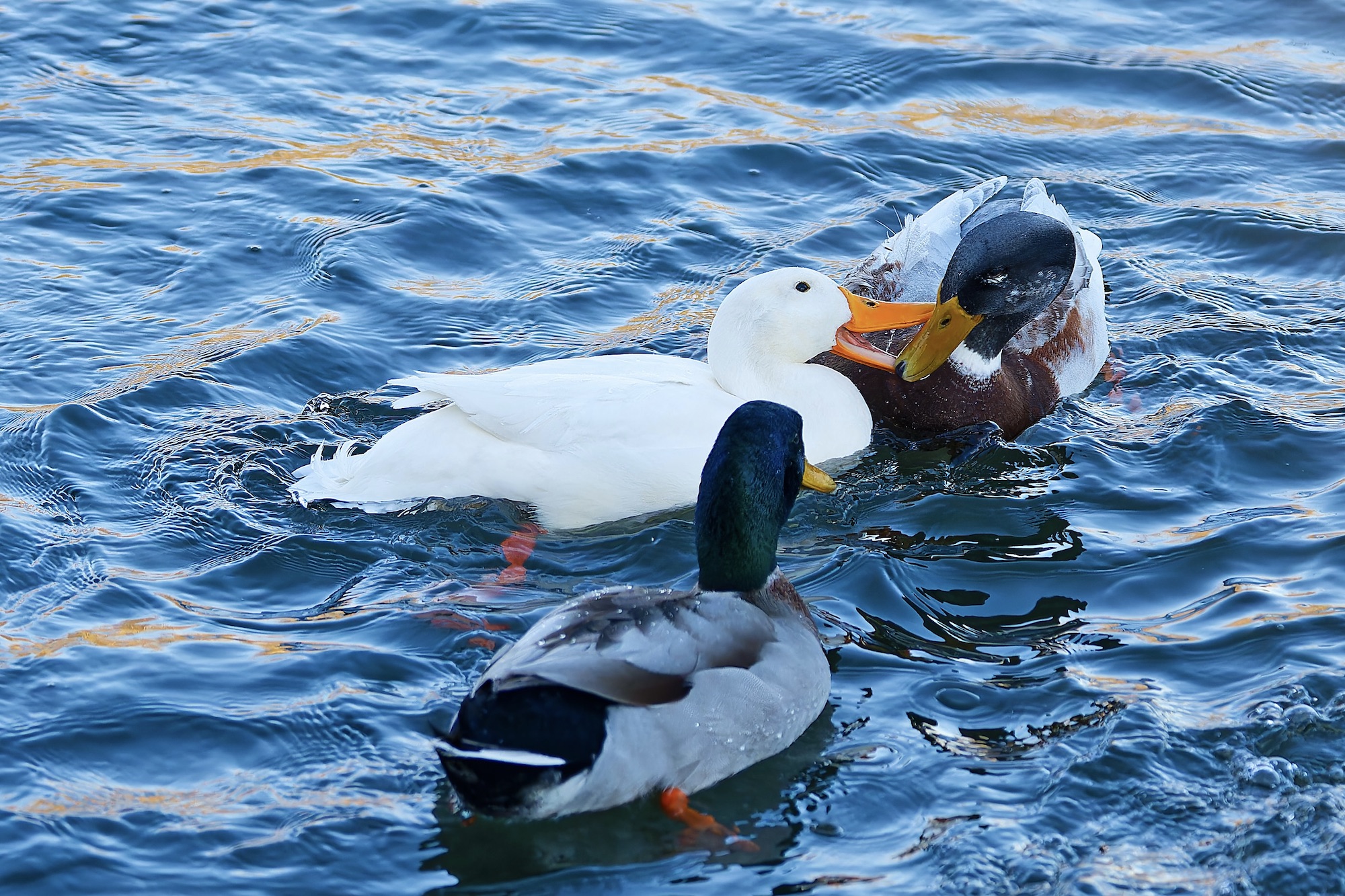 Streitbare Wasservögel