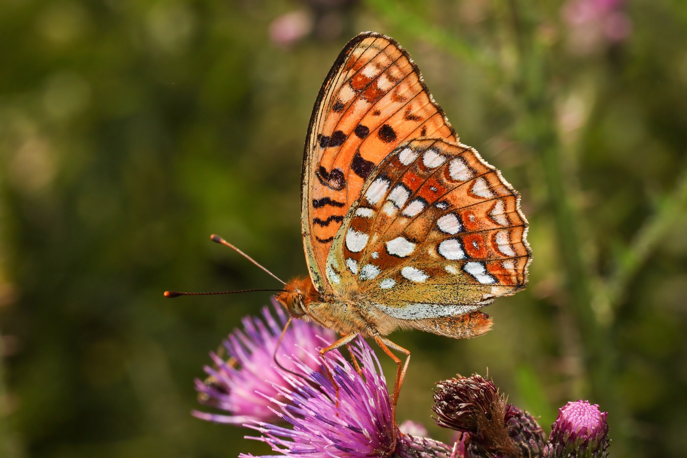 Der Feurige Perlmuttfalter (Forum für Naturfotografen)