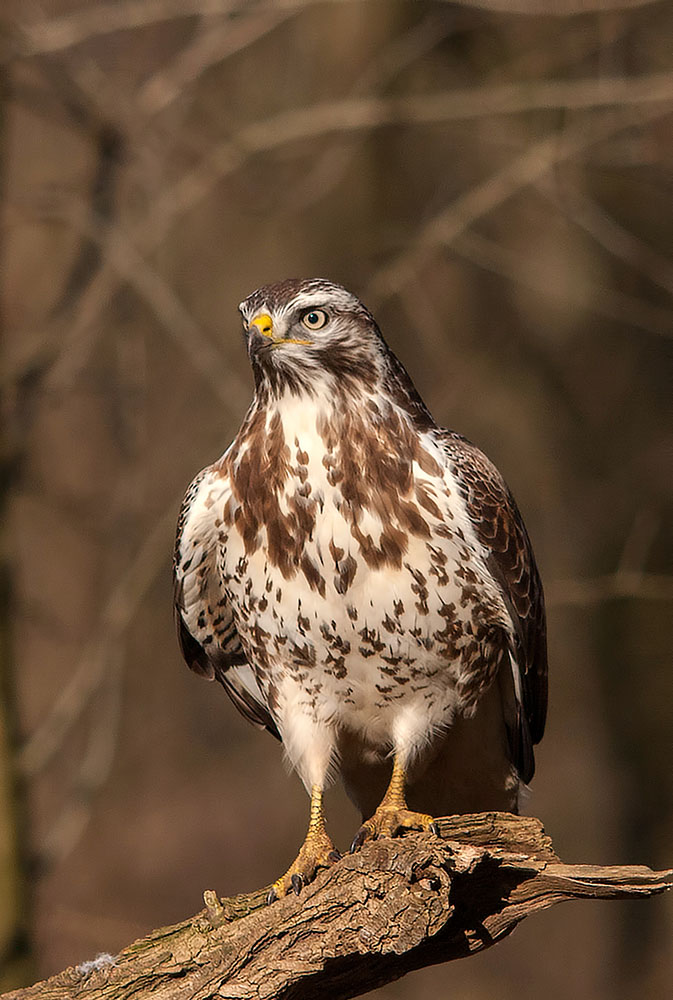 Mäusebussard