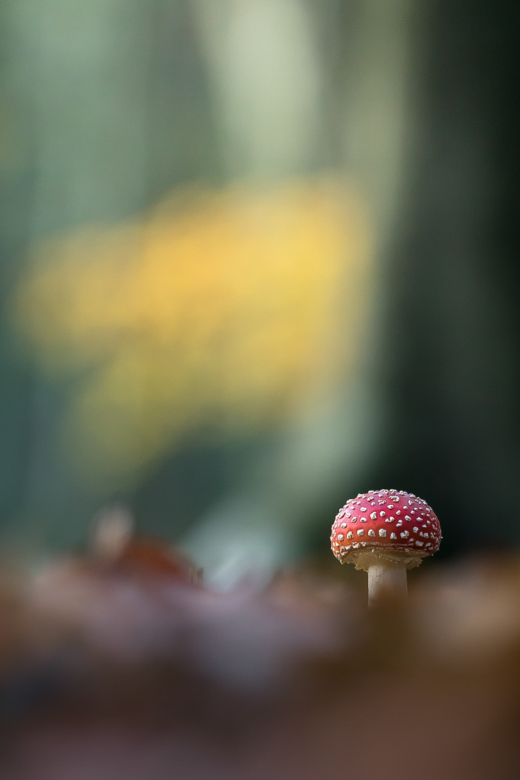 Ein Fliegenpilz