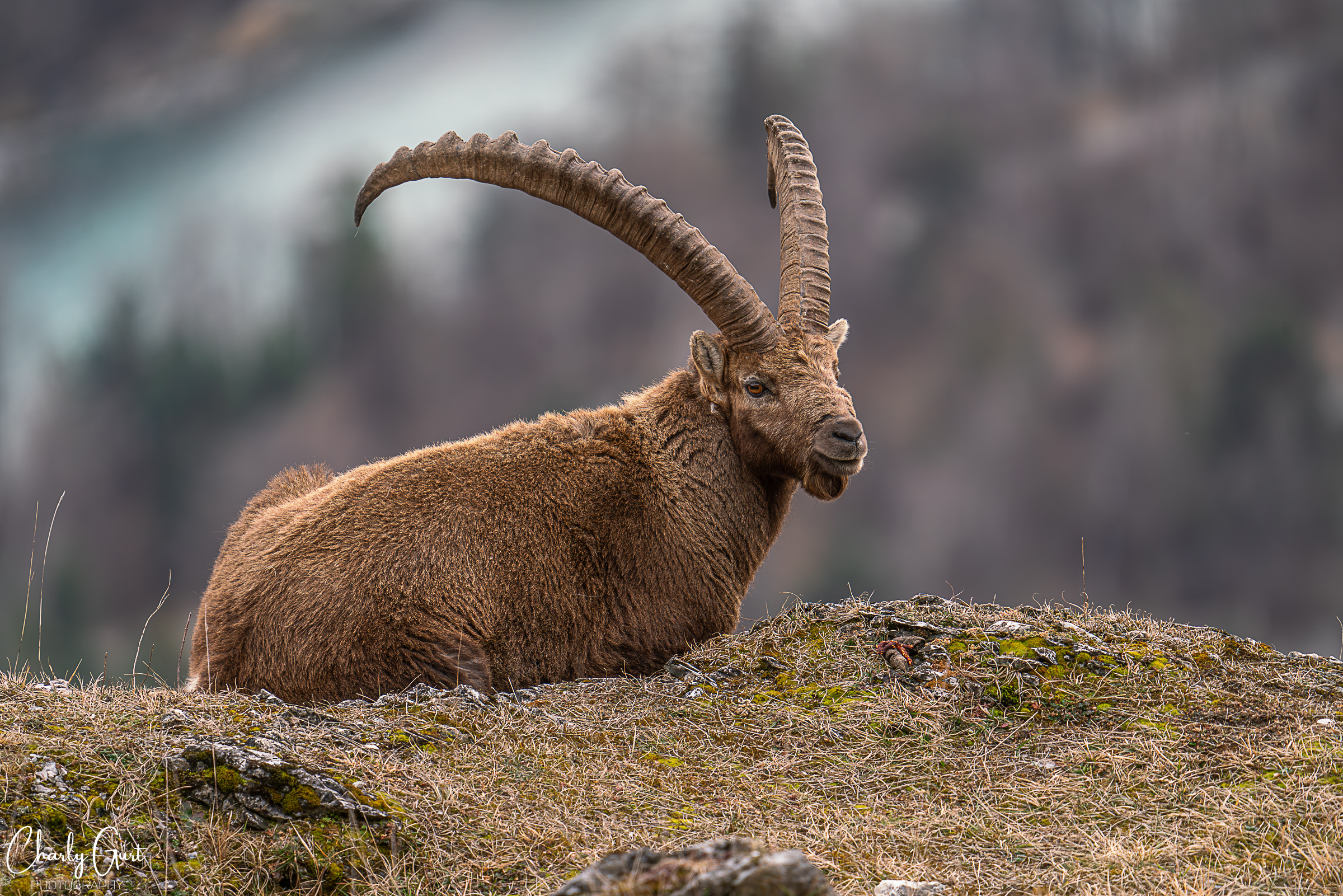 Der alte Steinbock