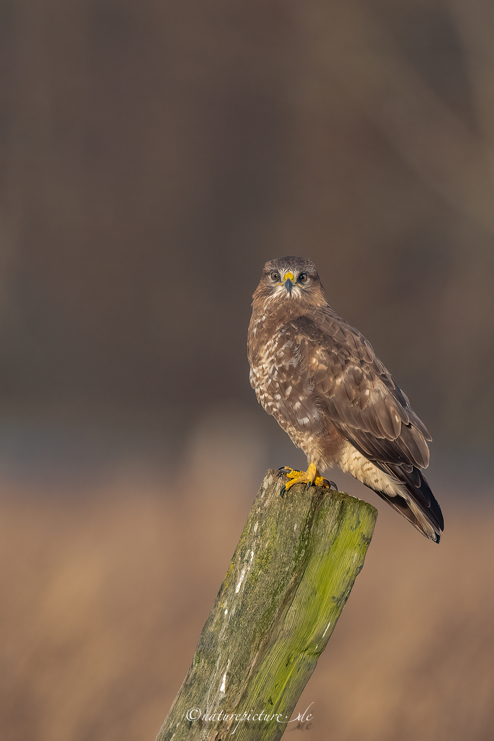 Panik im Blick ?