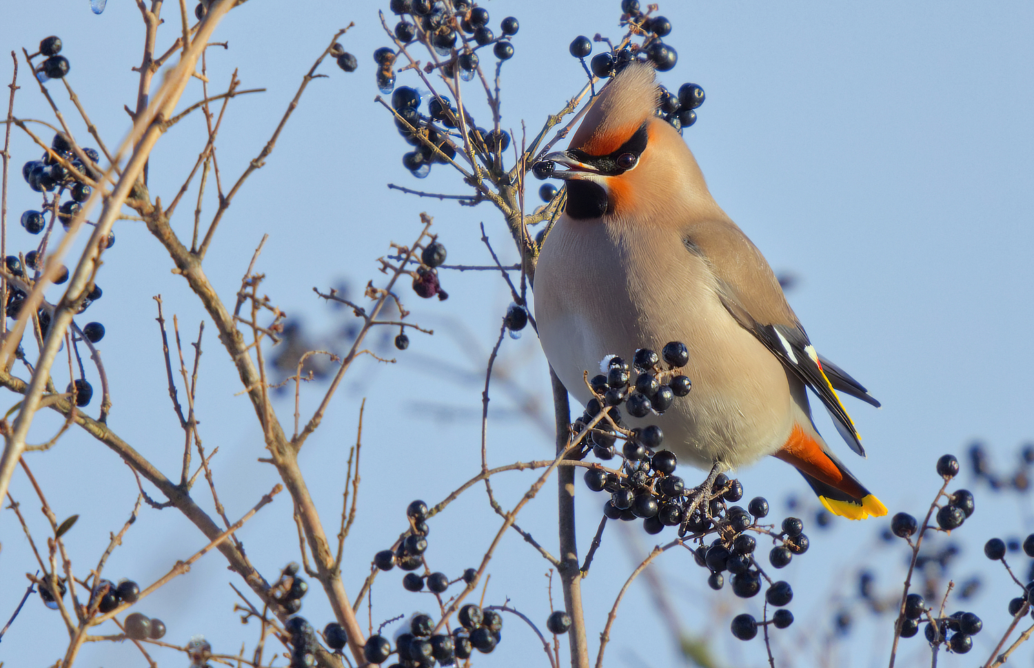 Wintergast