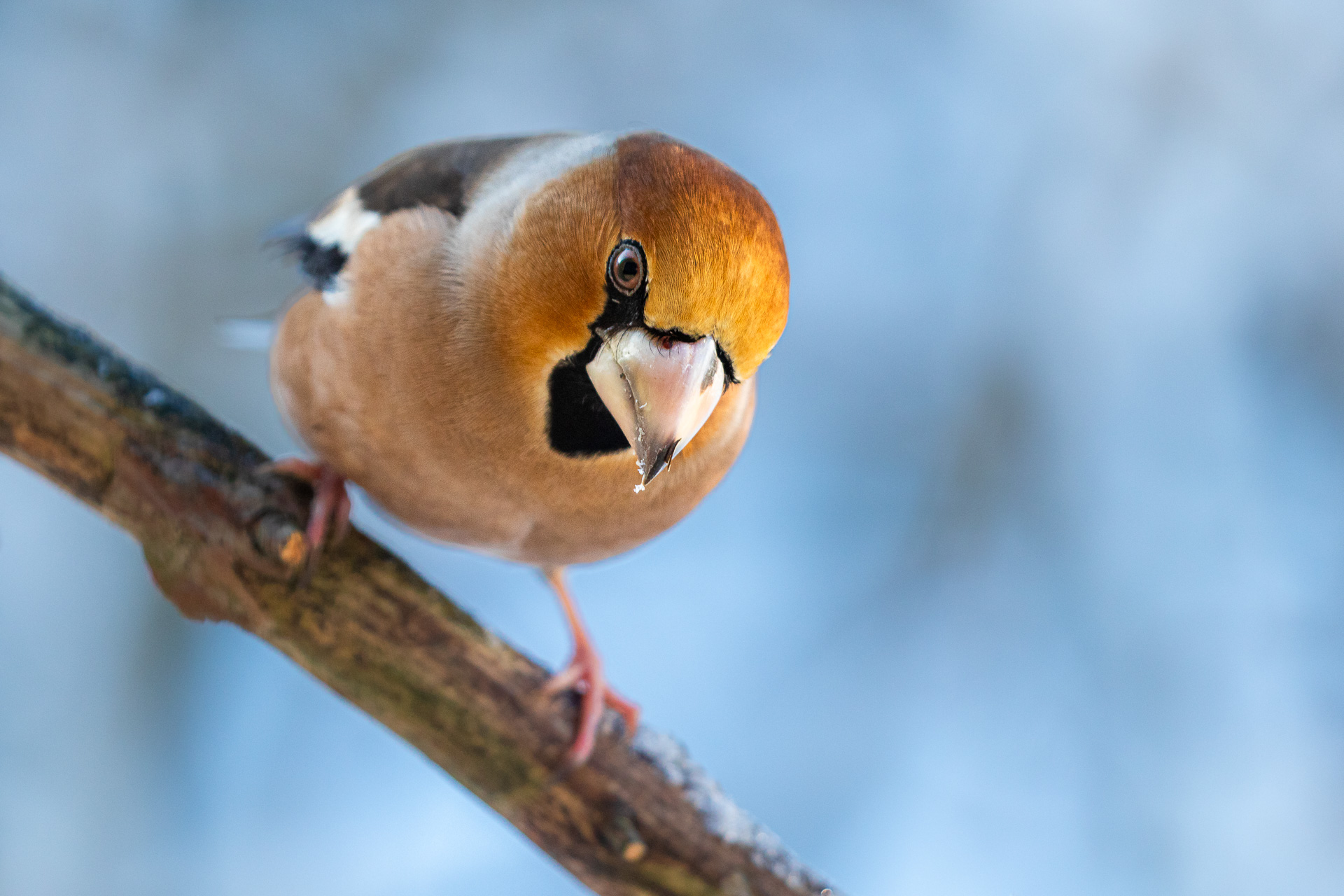 Schau mir in das Auge... Kernbeißer Portrait