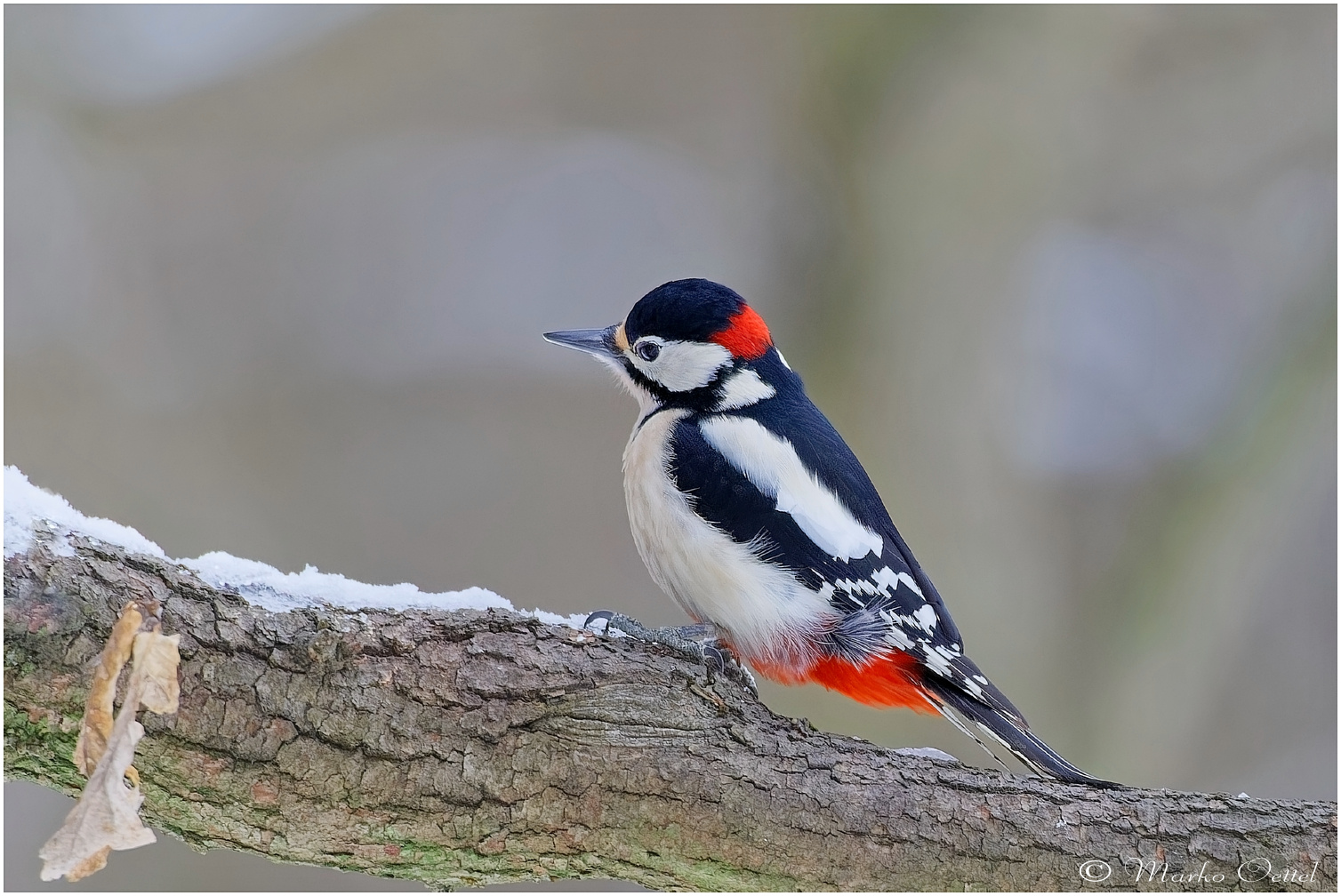 Buntspecht (Dendrocopos major)