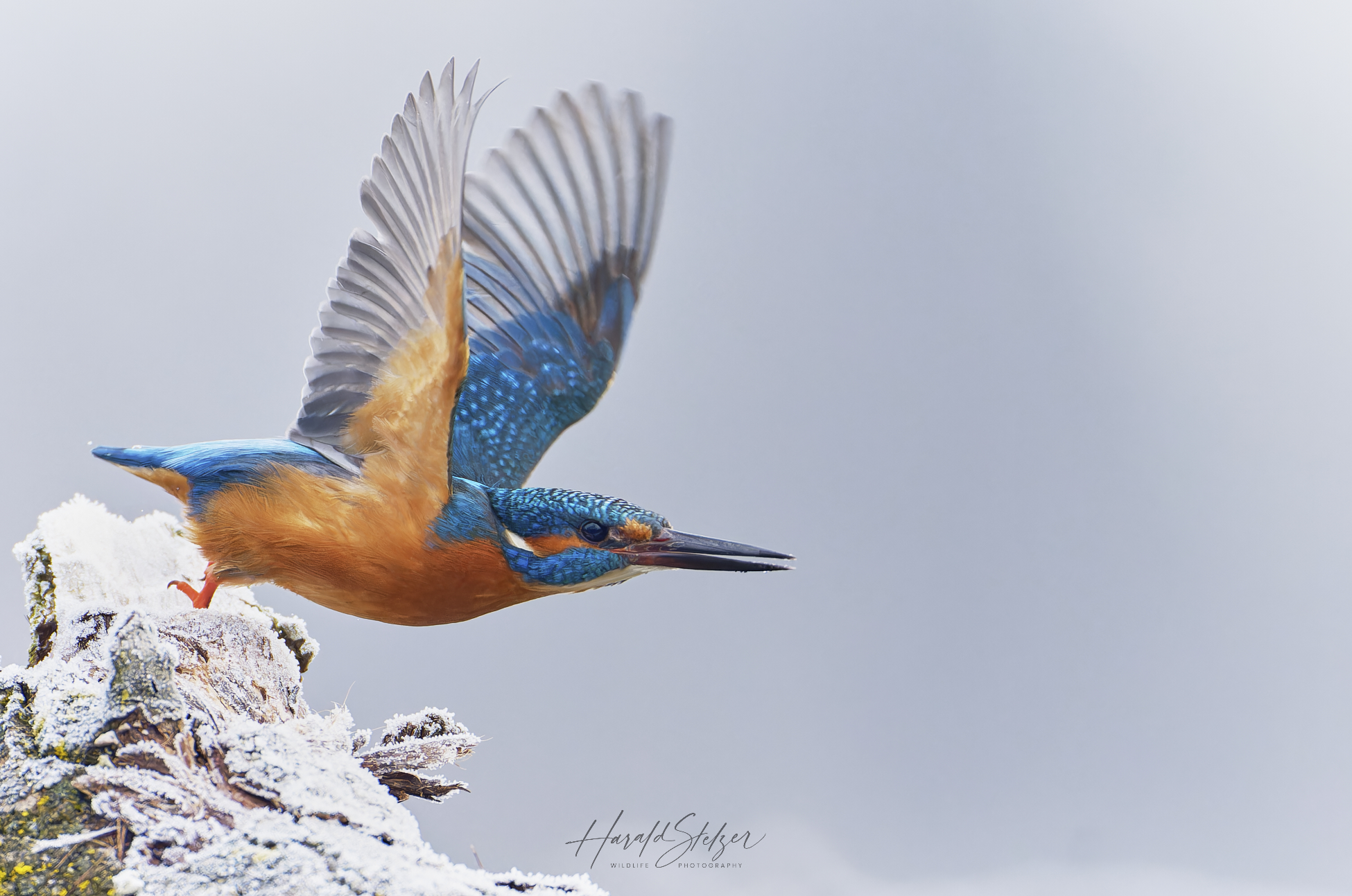 Eisvogel hebt ab
