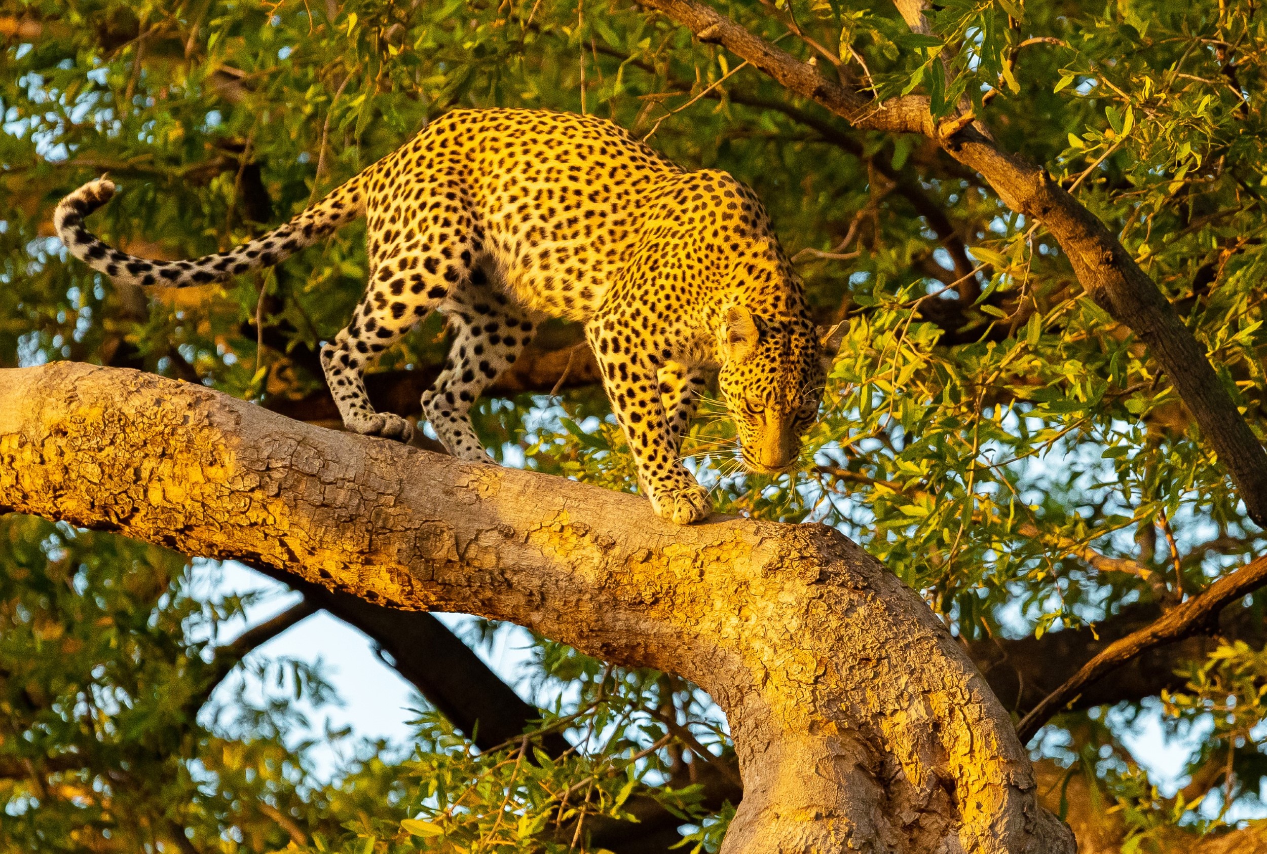 Leopard im Abendlicht