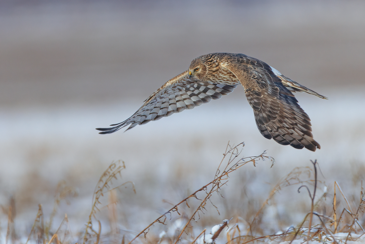 Im Flug