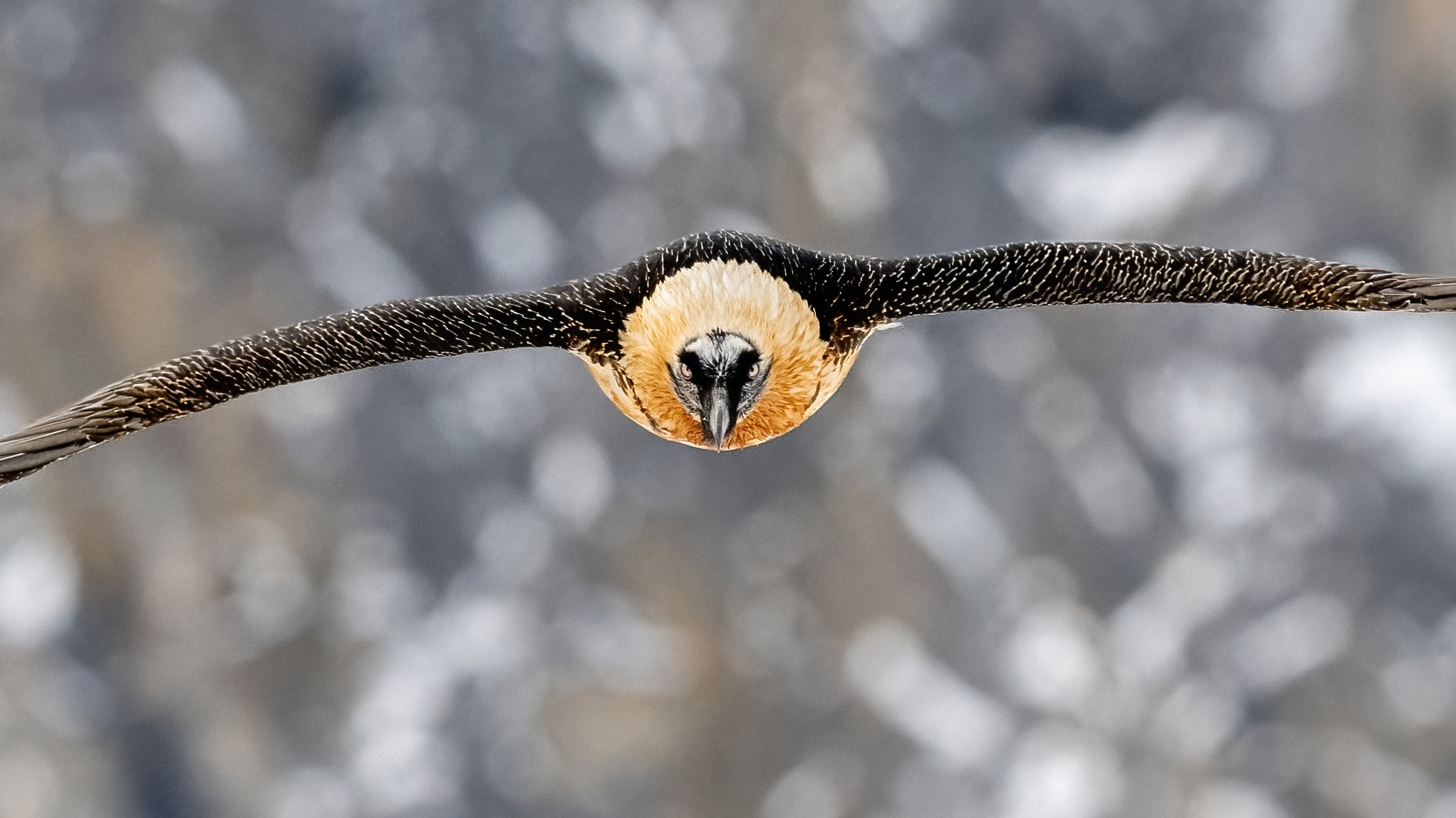 Auge in Auge