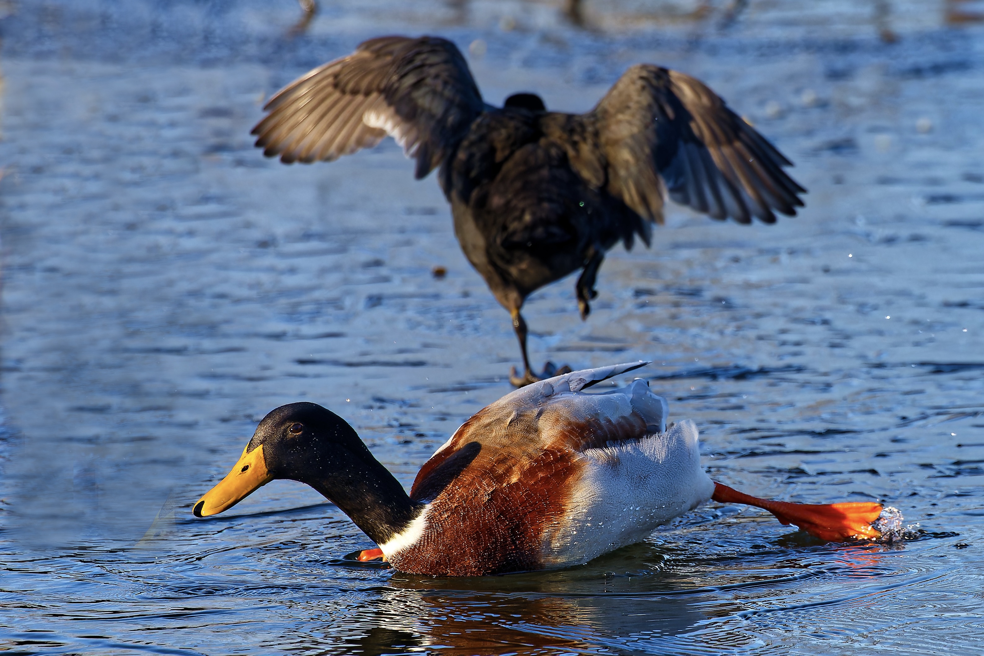 Wenn es der Ente zu wohl wird, .....