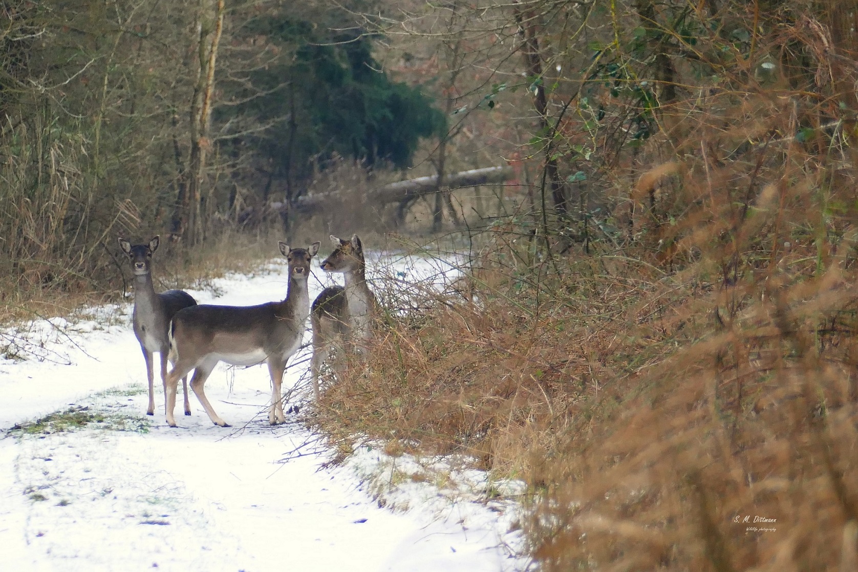 Als noch Schnee lag