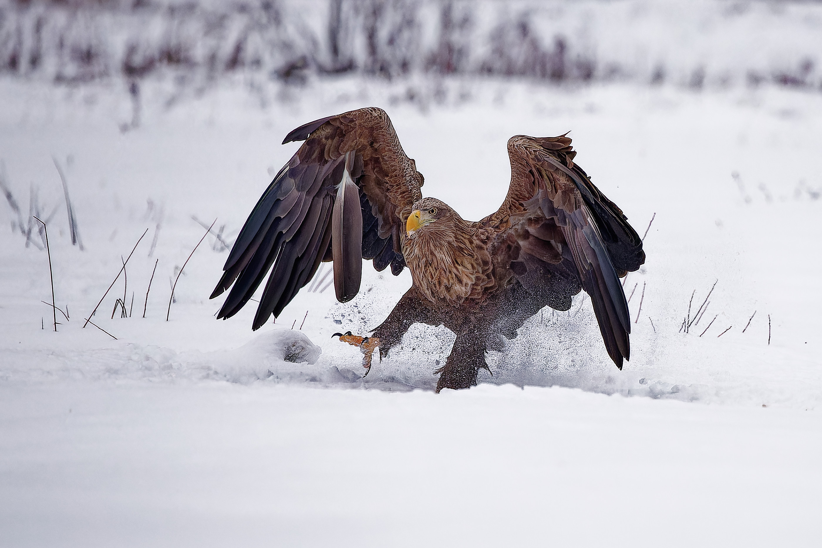 Seeadler an der Fütterung in Ostpolen