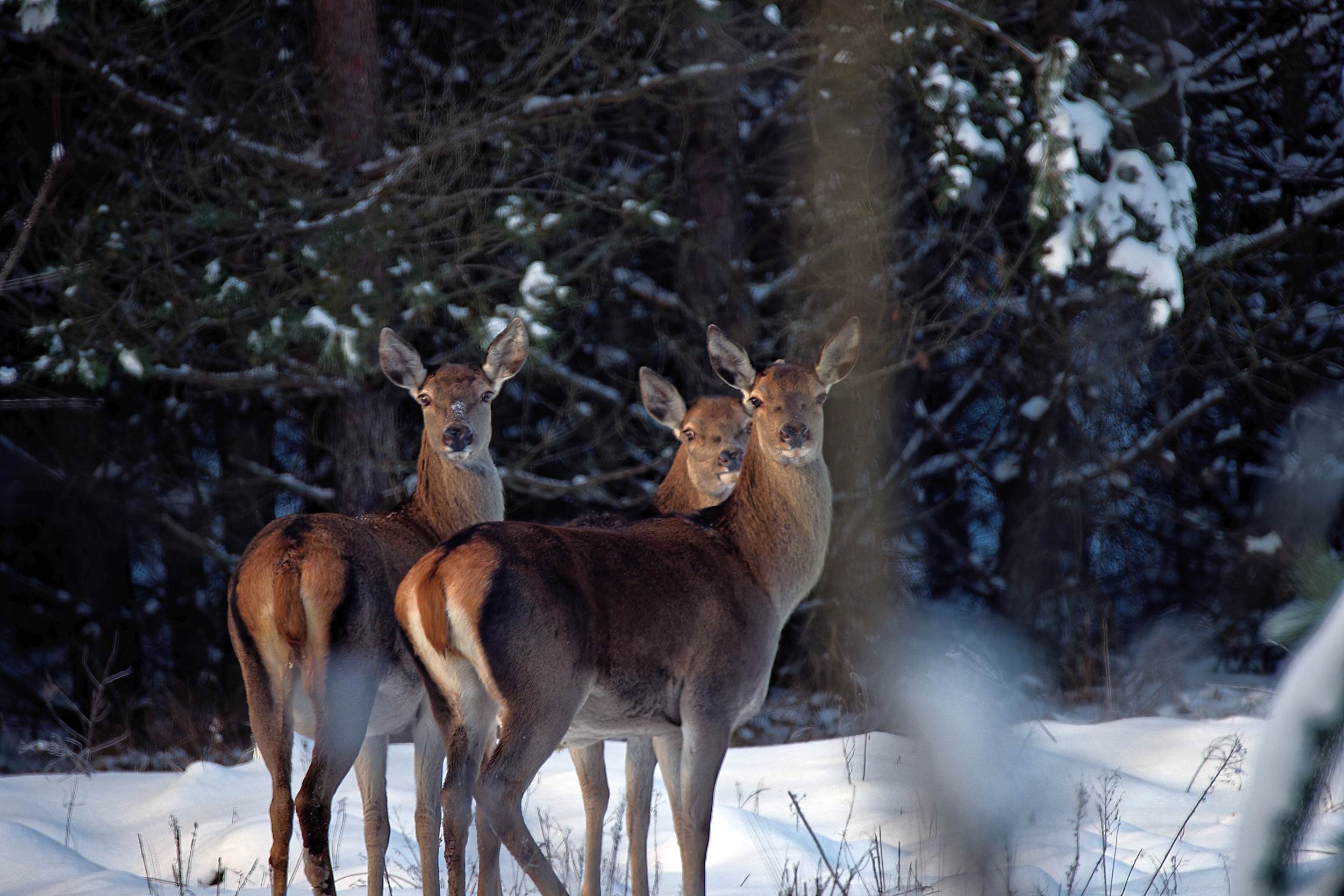 Rotwild im Winter